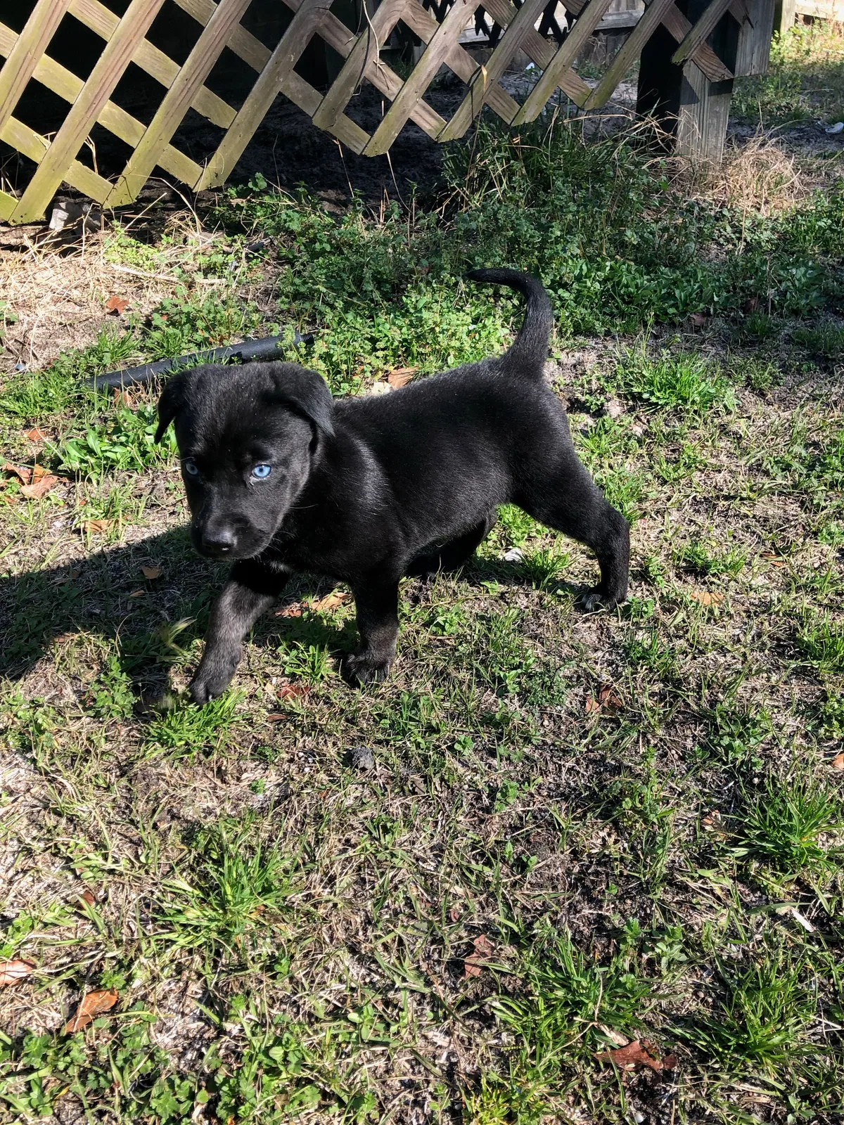 Lost dog in Cameron, NC, 28326