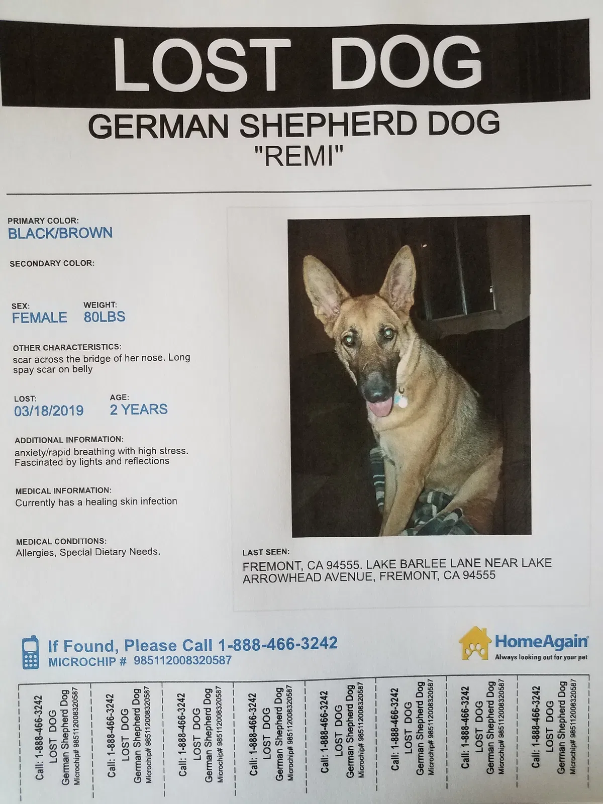 Lost dog in Fremont, CA, 94555