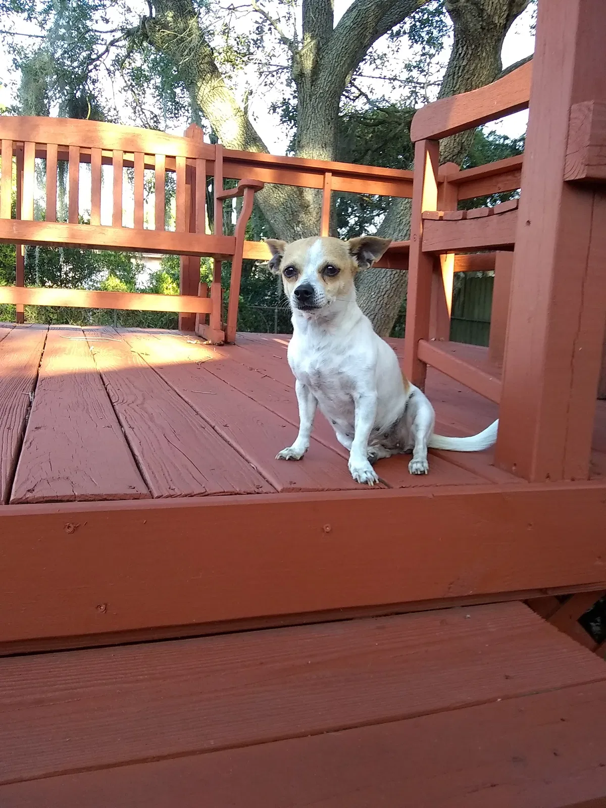 Lost dog in Laurinburg, NC, 28352