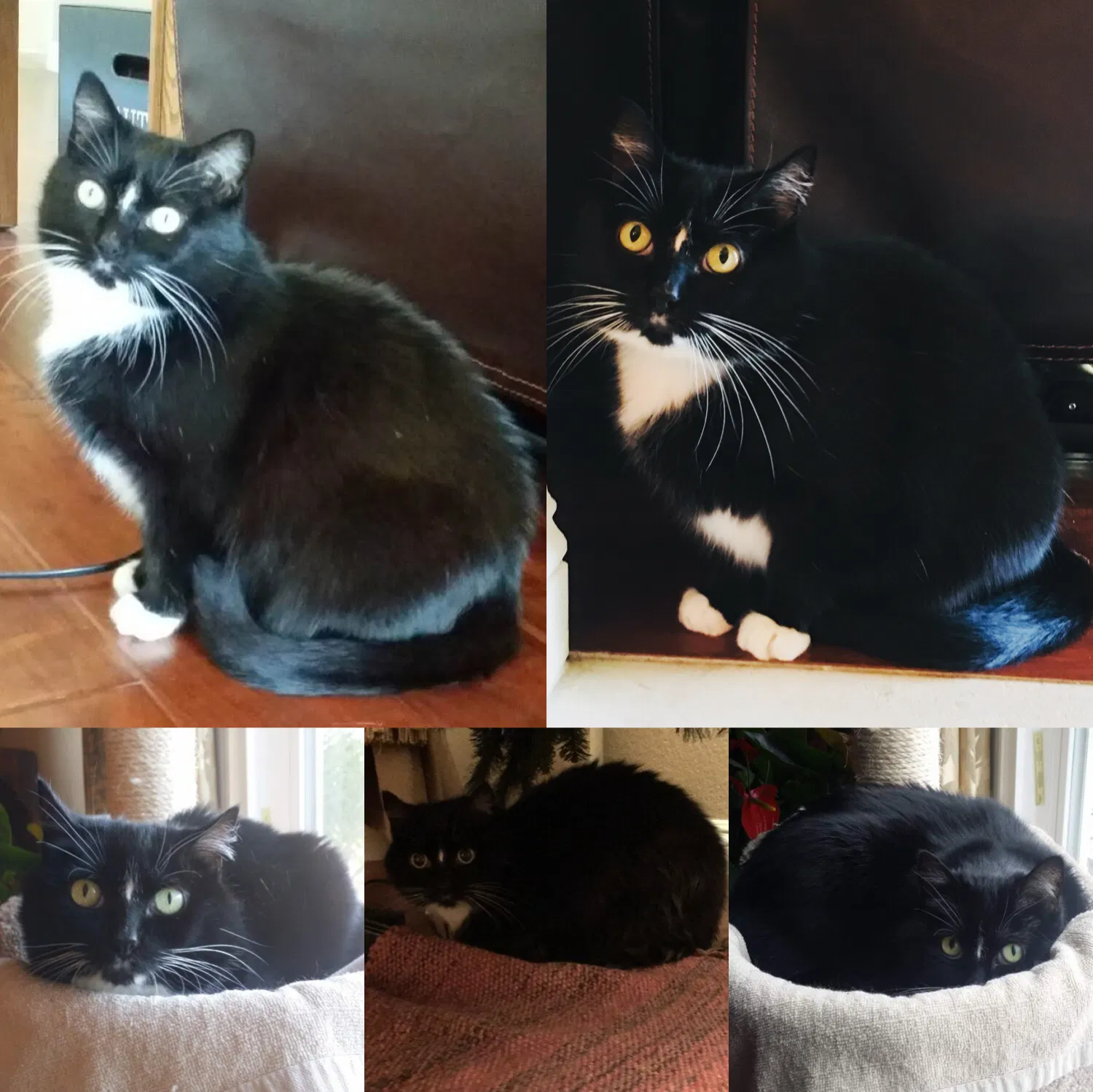 Lost cat in San Diego, CA, 92128