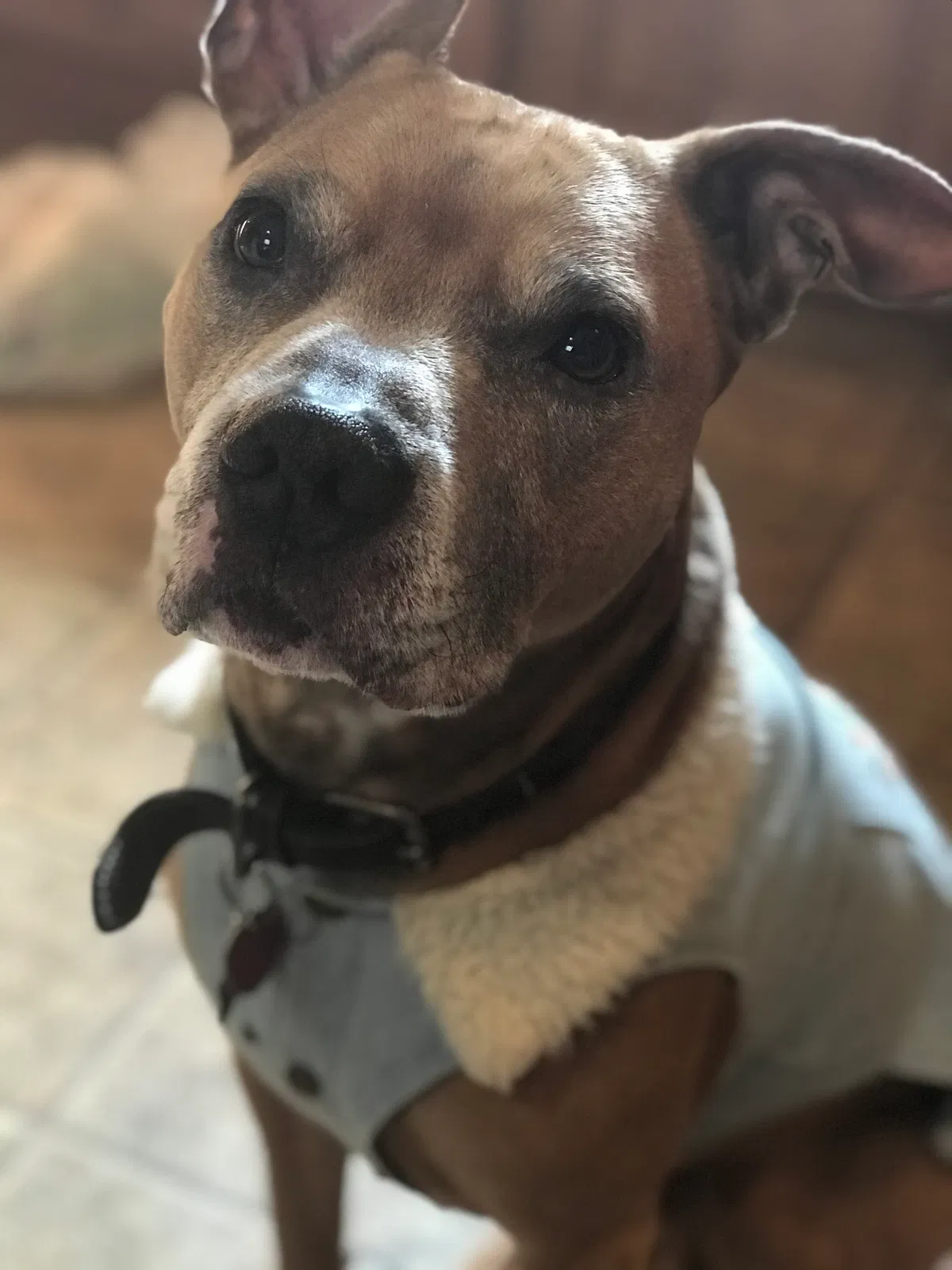 Lost dog in Houston, TX, 77048
