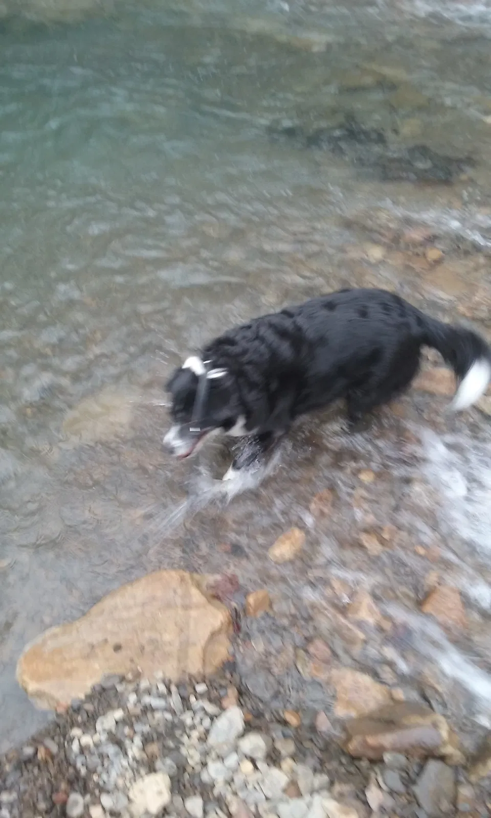 Lost dog in Soddy Daisy, TN, 37379