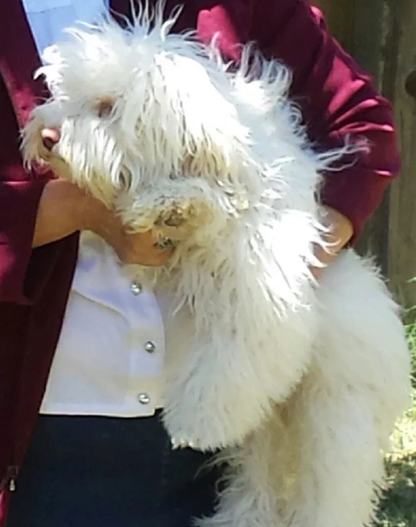Lost dog in Suisun City, CA, 94585