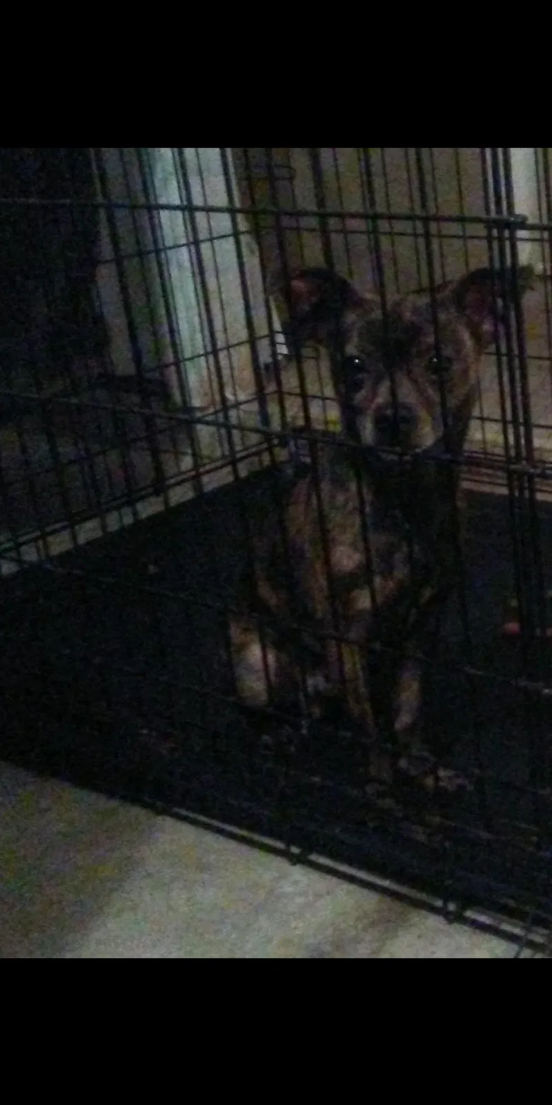 Lost dog in Stone Mountain, GA, 30087