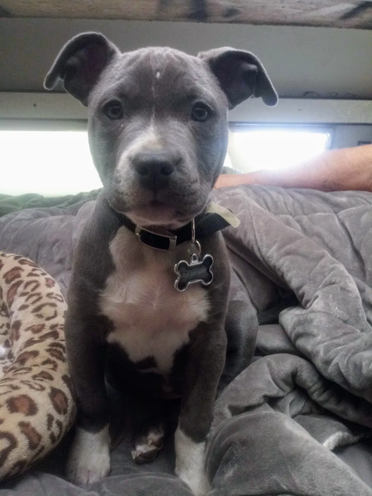 Lost dog in Denver, CO, 80221