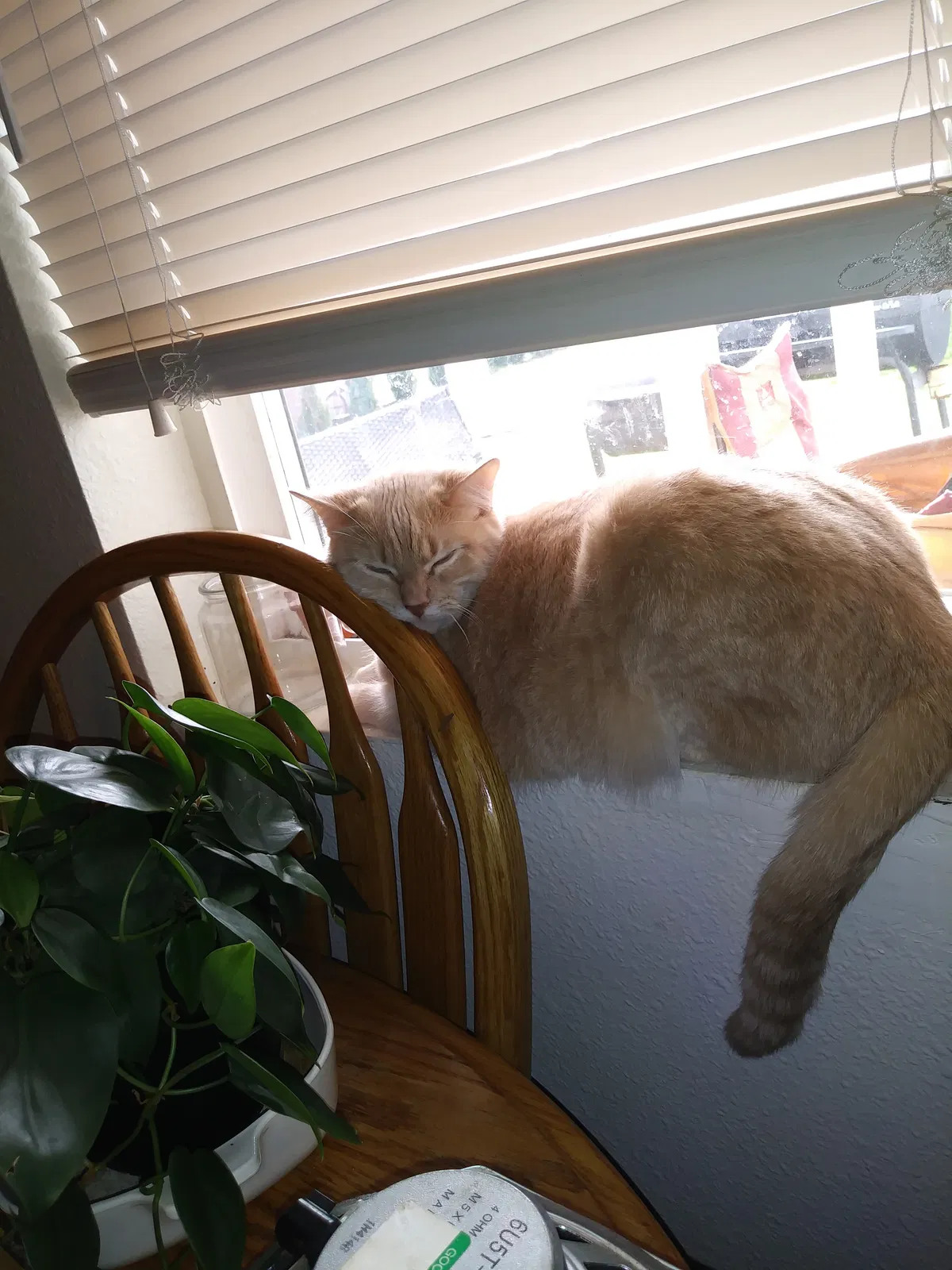 Lost cat in Salem, OR, 97304