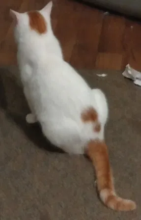 Lost cat in Cleveland, TN, 37312