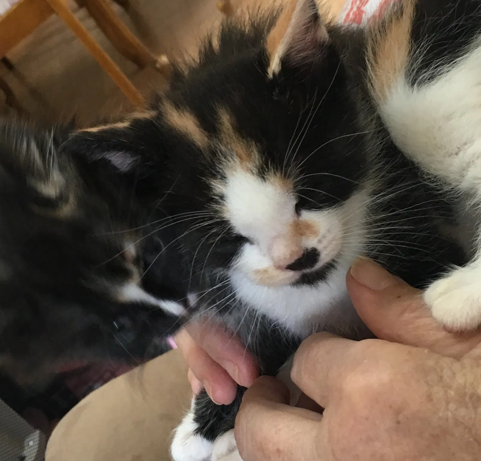 Lost cat in Los Banos, CA, 93635