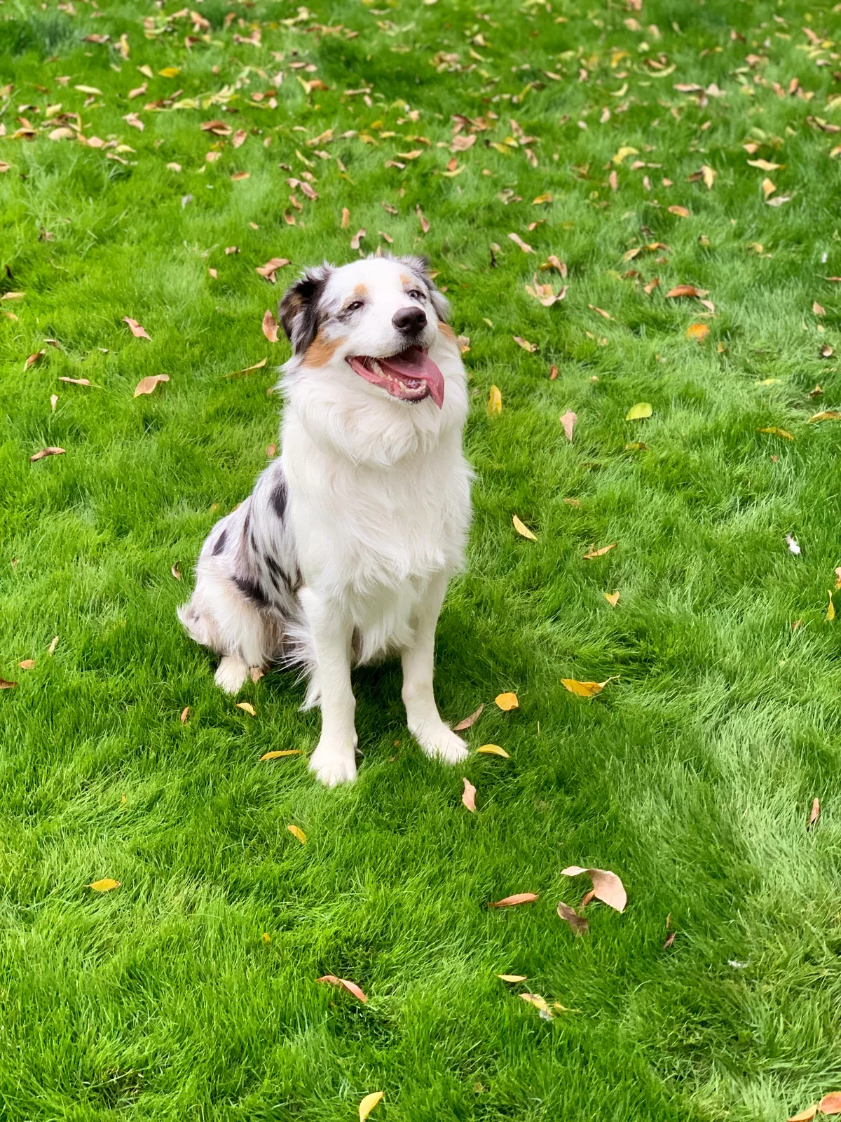 Found dog in Avondale, AZ, 85323