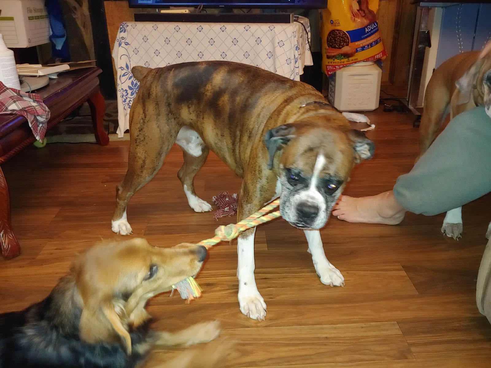 Lost dog in Troy, OH, 45373