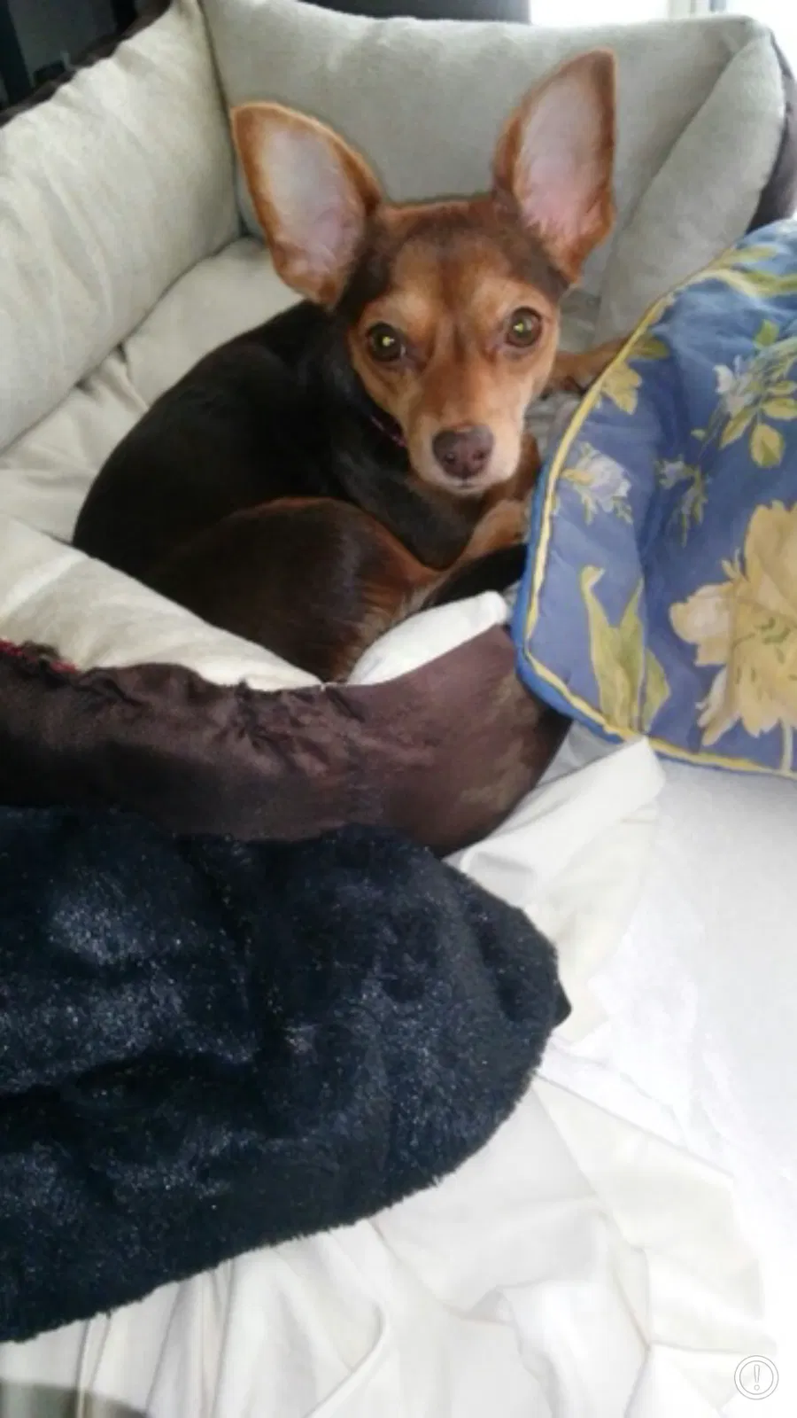 Lost dog in Milwaukee, WI, 53208