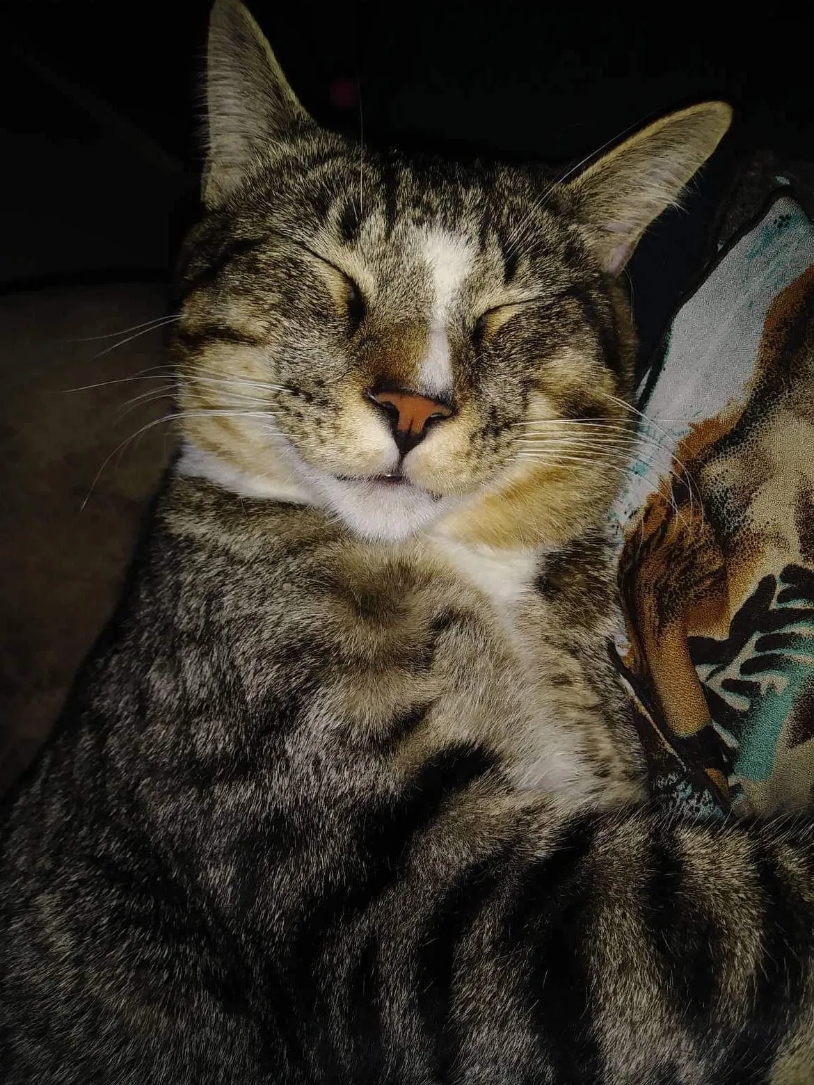 Lost cat in Richardson, TX, 75080