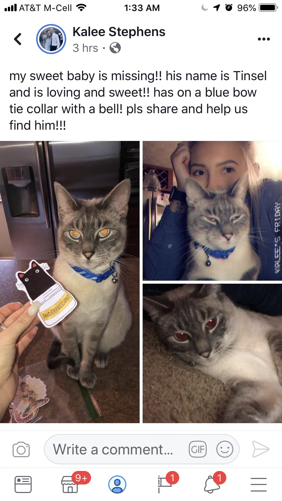 Lost cat in Knoxville, TN, 37918