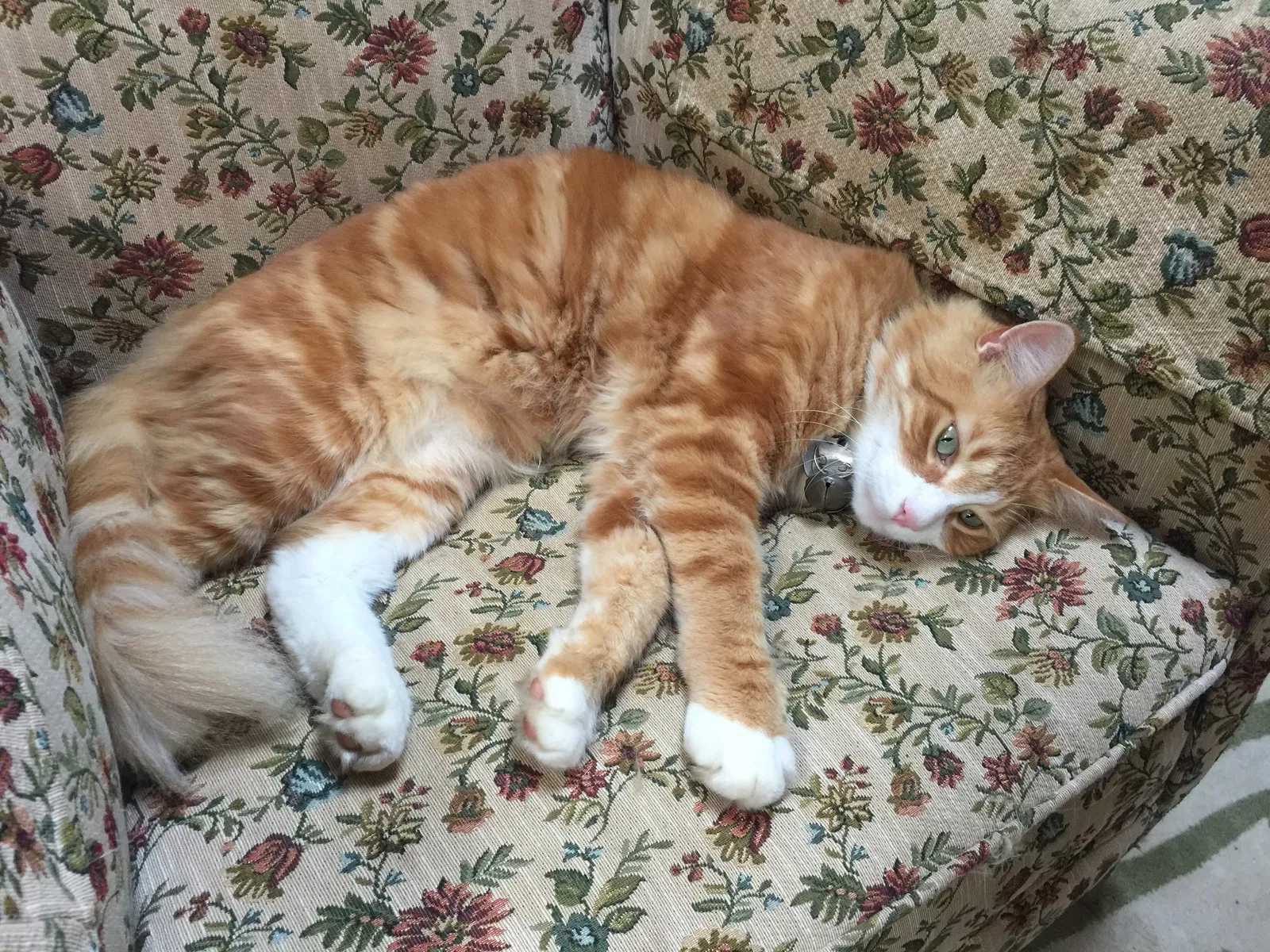 Lost cat in Syracuse, NY, 13215