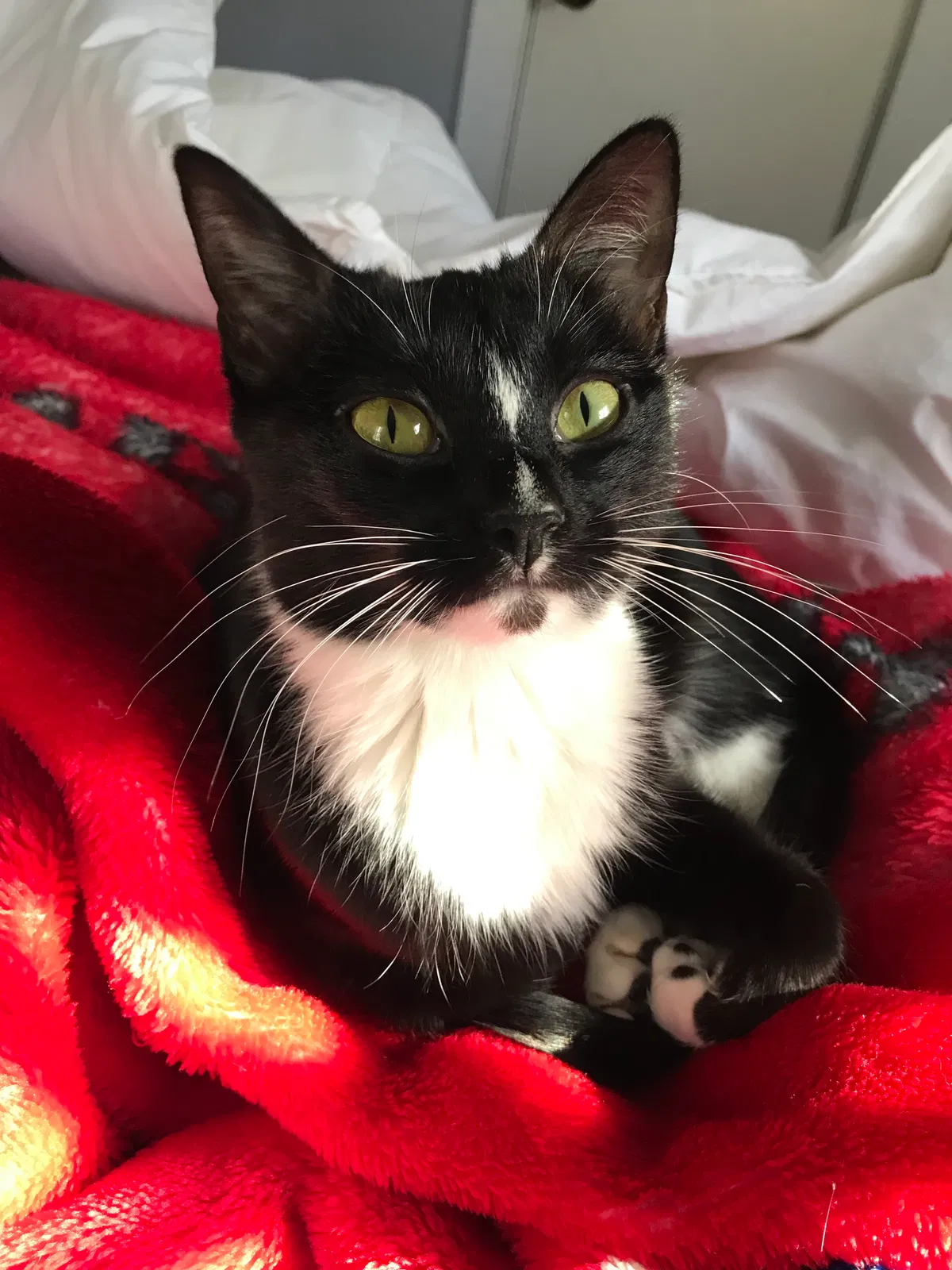 Lost cat in Chattanooga, TN, 37421