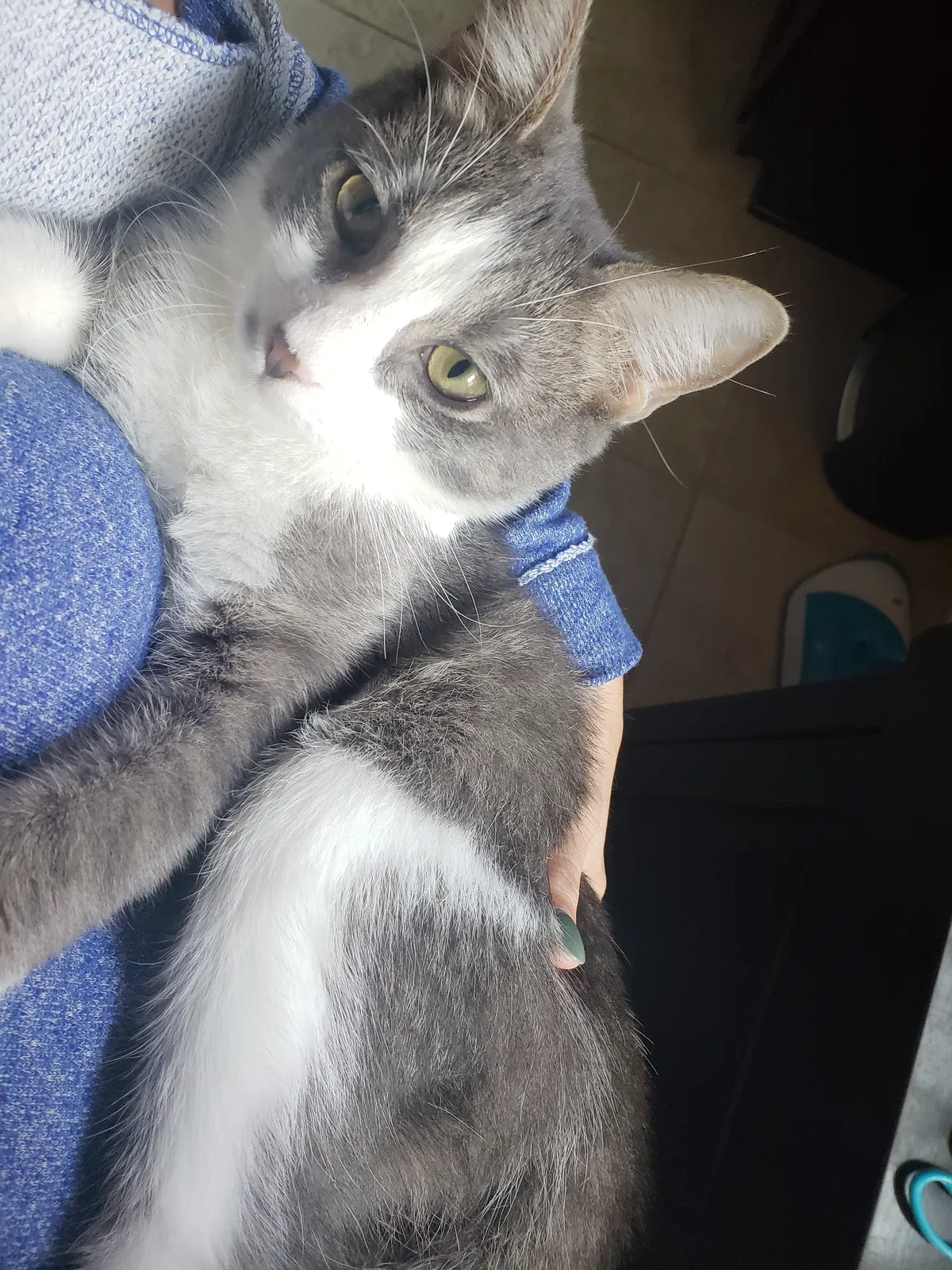 Lost cat in Converse, TX, 78109
