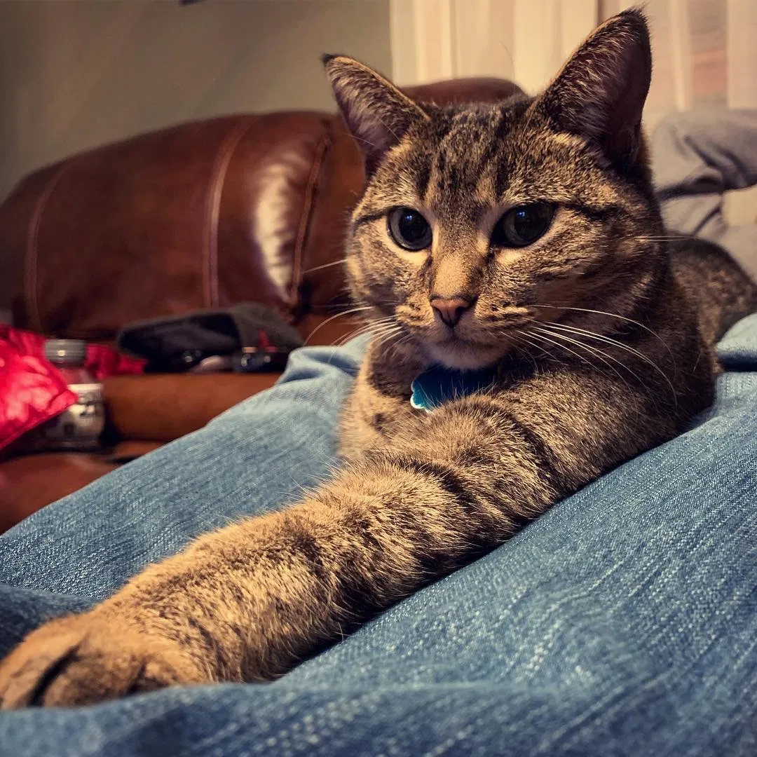 Lost cat in El Dorado, KS, 67042