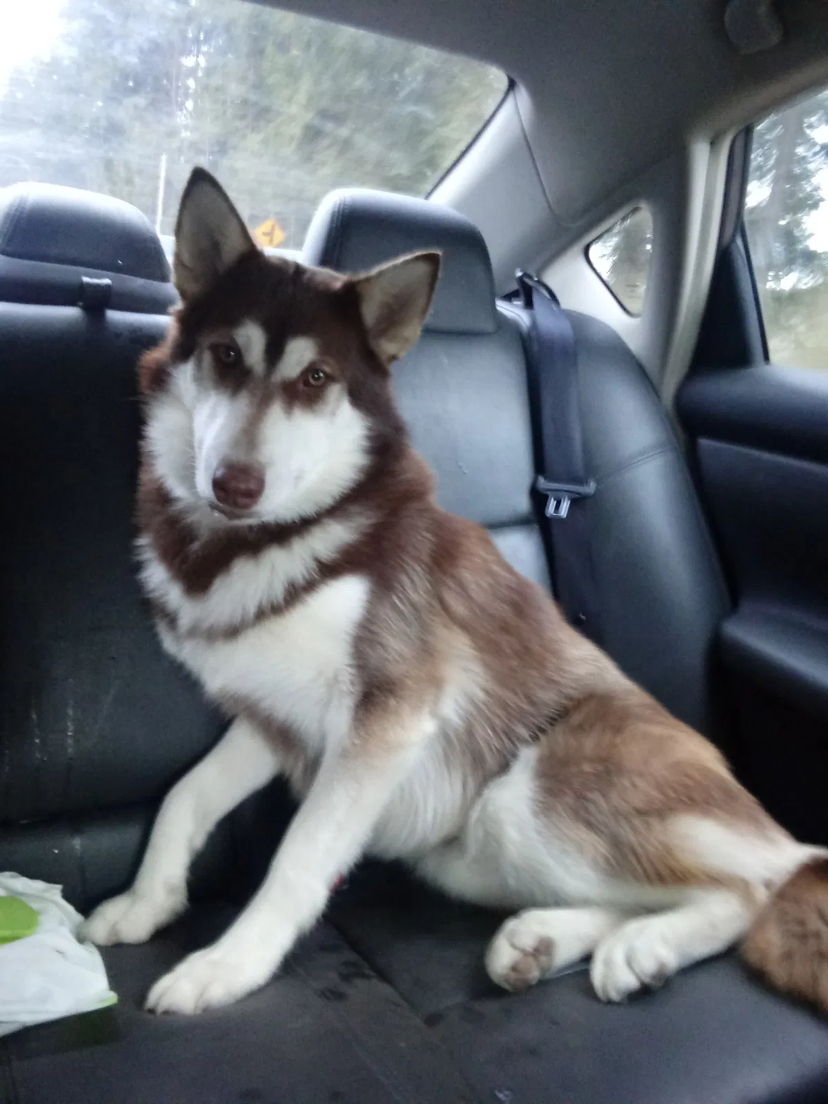 Lost dog in Tacoma, WA, 98433