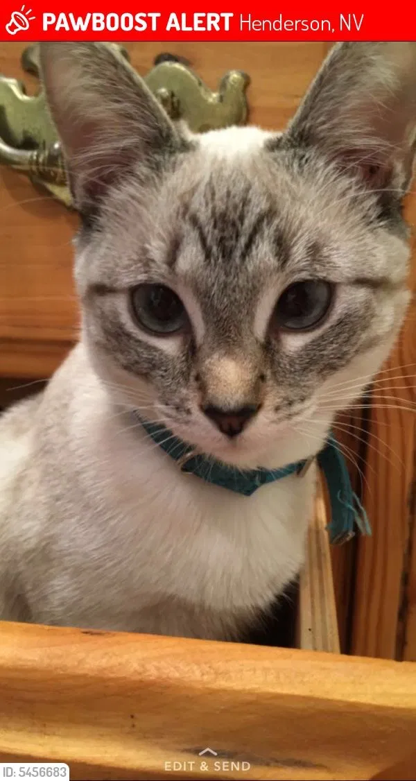 Lost cat in Henderson, NV, 89015