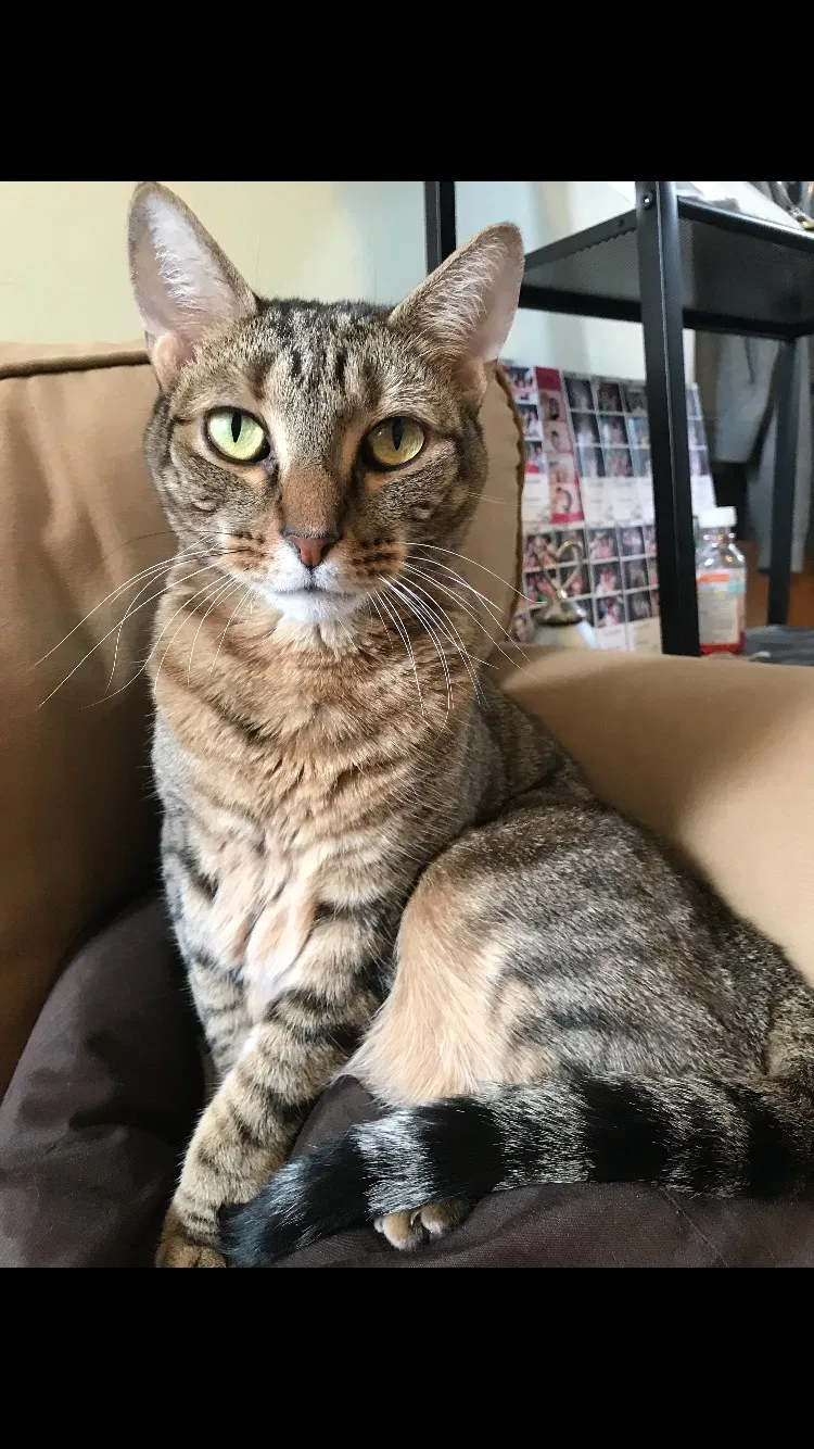 Lost cat in Bayonne, NJ, 7002