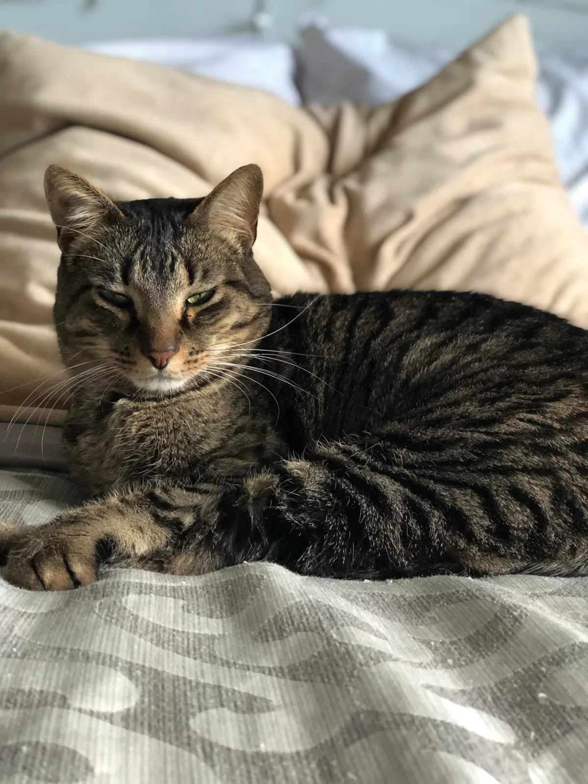 Lost cat in Charlotte, NC, 28269
