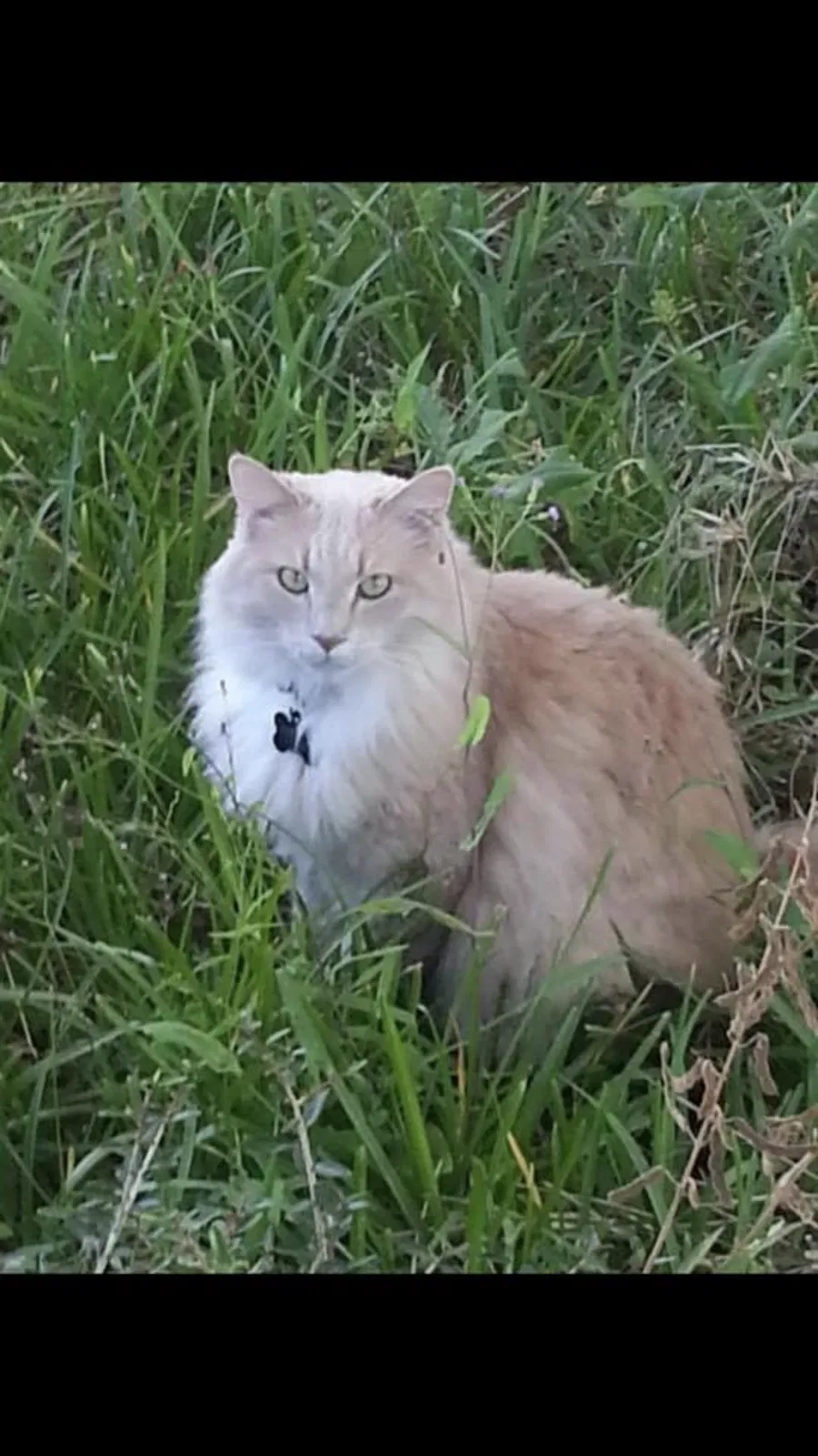 Lost cat in New Port Richey, FL, 34655