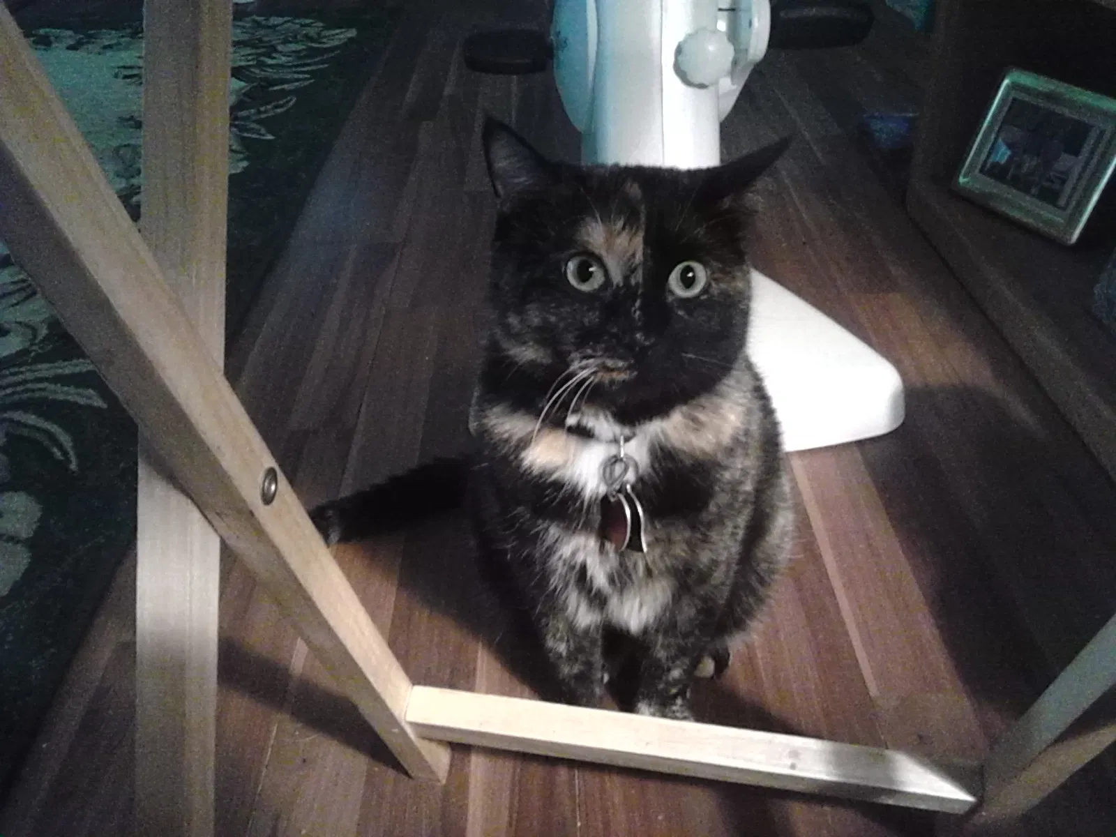 Lost cat in Pendleton, OR, 97801