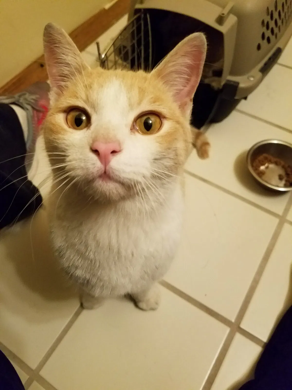 Lost cat in Tulsa, OK, 74133