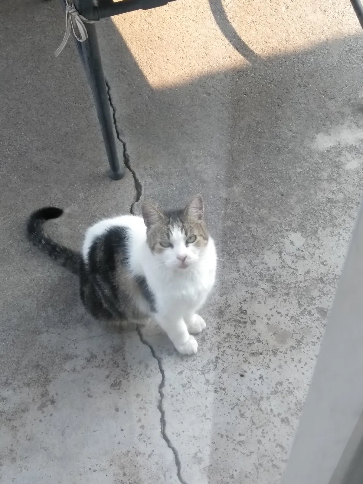 Lost cat in Manteca, CA, 95336