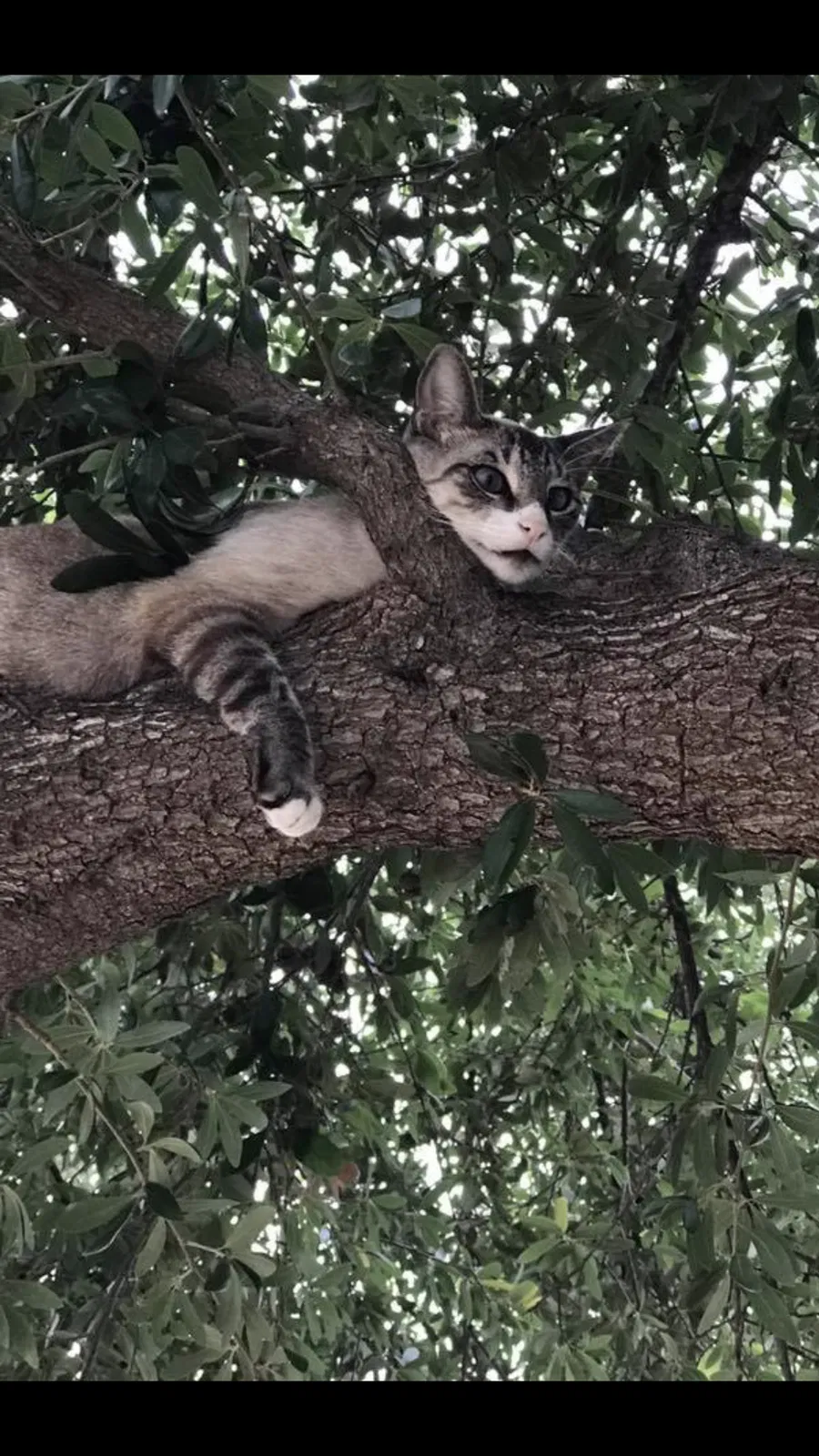 Lost cat in Laredo, TX, 78045