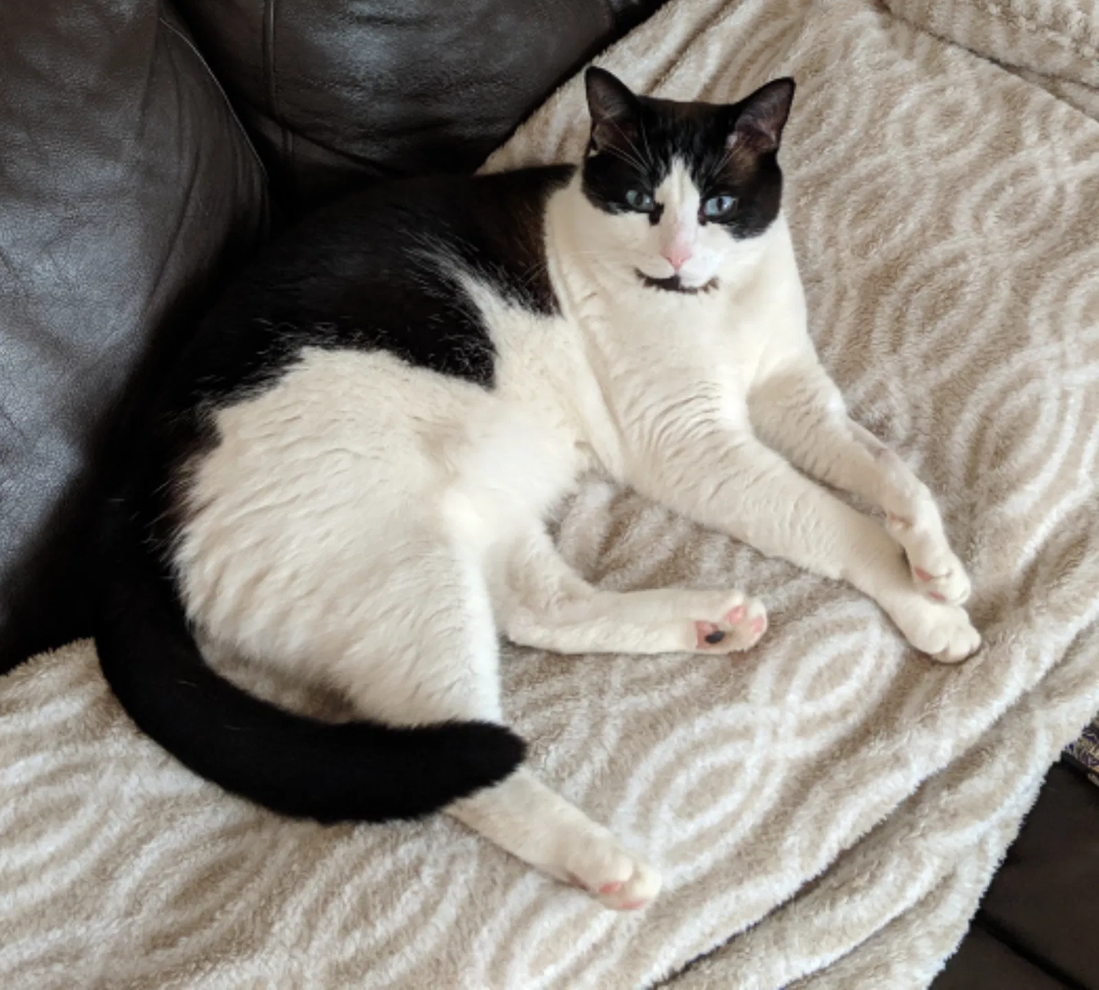 Lost cat in Renton, WA, 98056