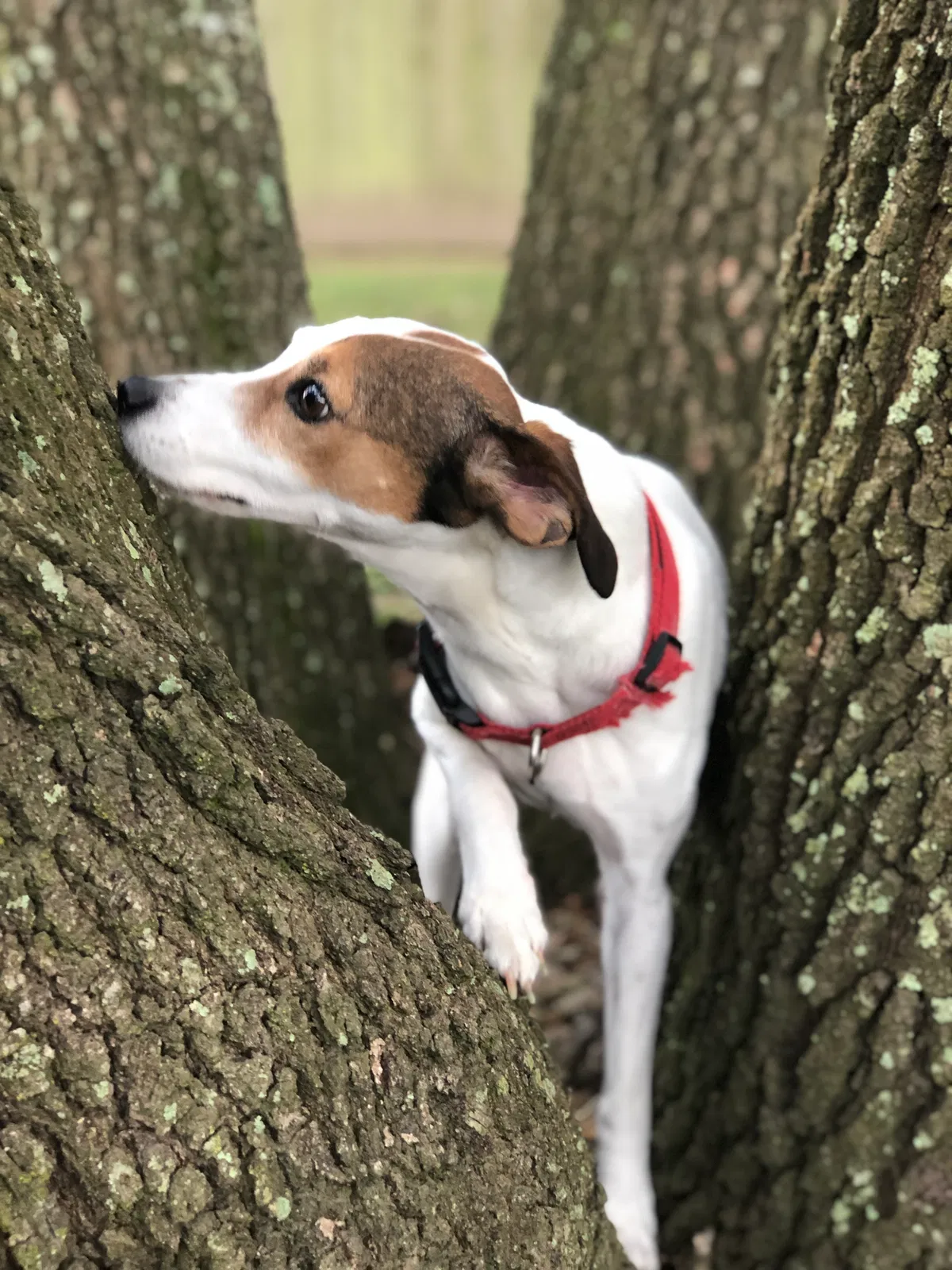 Lost dog in Lafayette, LA, 70507