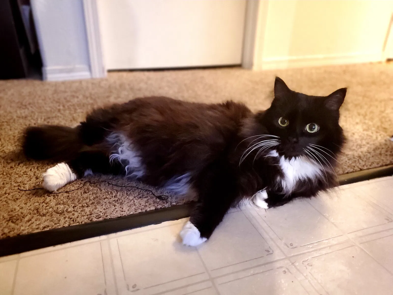 Lost cat in Marysville, WA, 98271