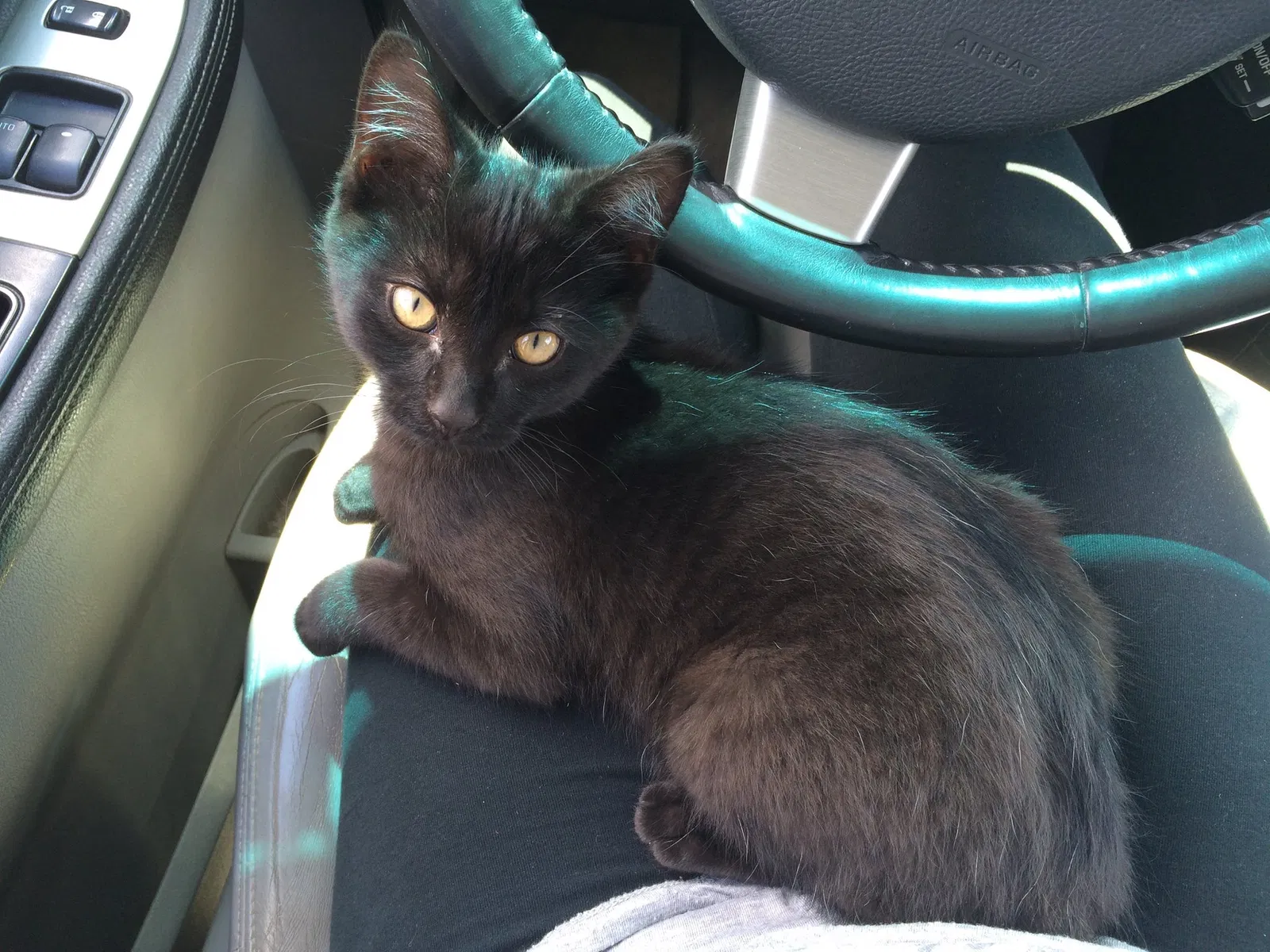 Lost cat in Unknown, MI, 0