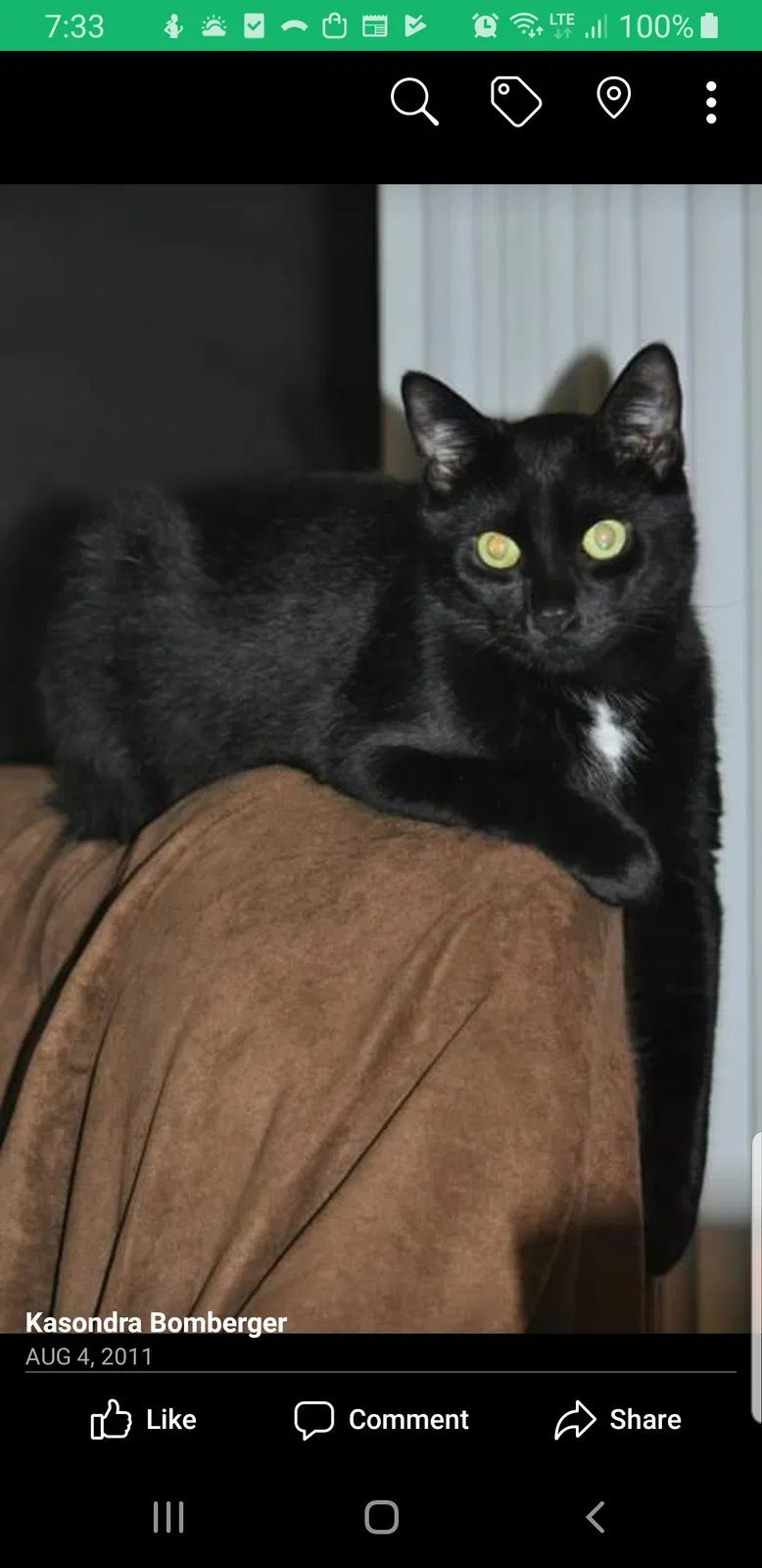 Lost cat in Portland, OR, 97225