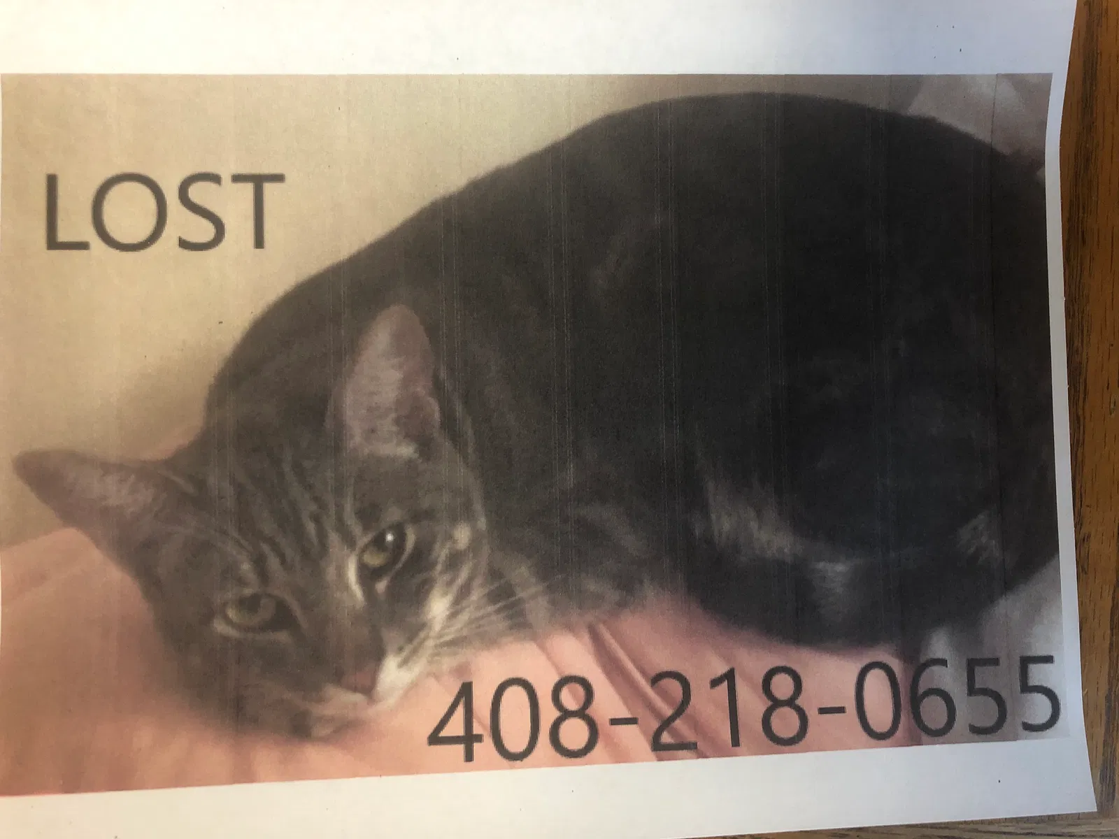 Lost cat in Campbell, CA, 95008