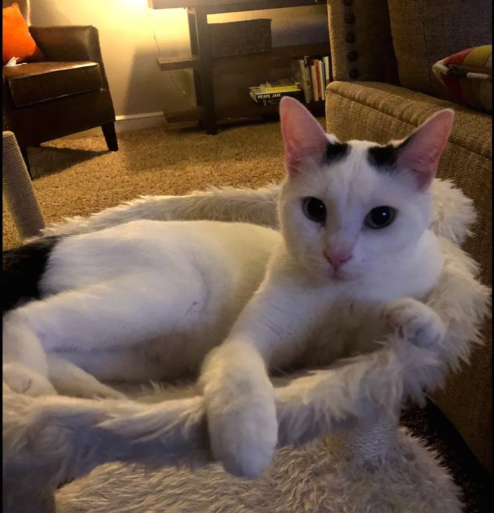 Lost cat in Shawnee, KS, 66216