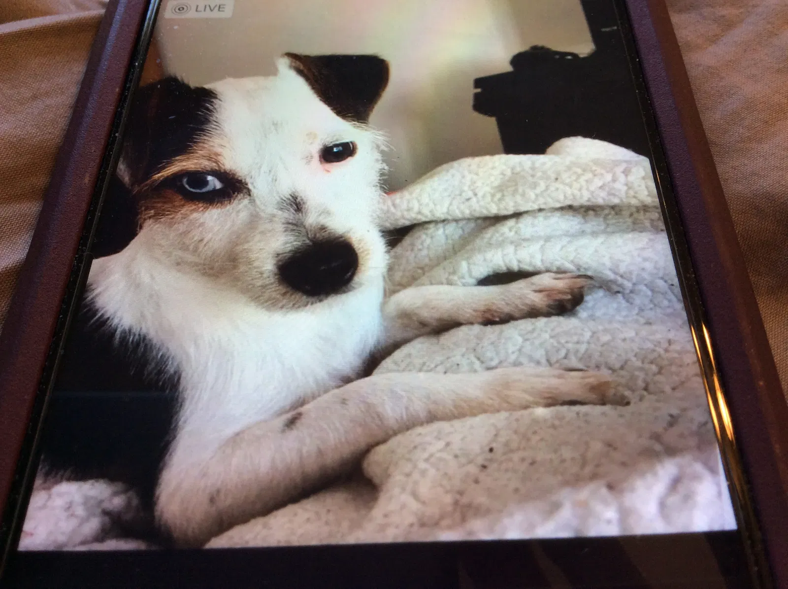 Lost dog in Bonita Springs, FL, 34135