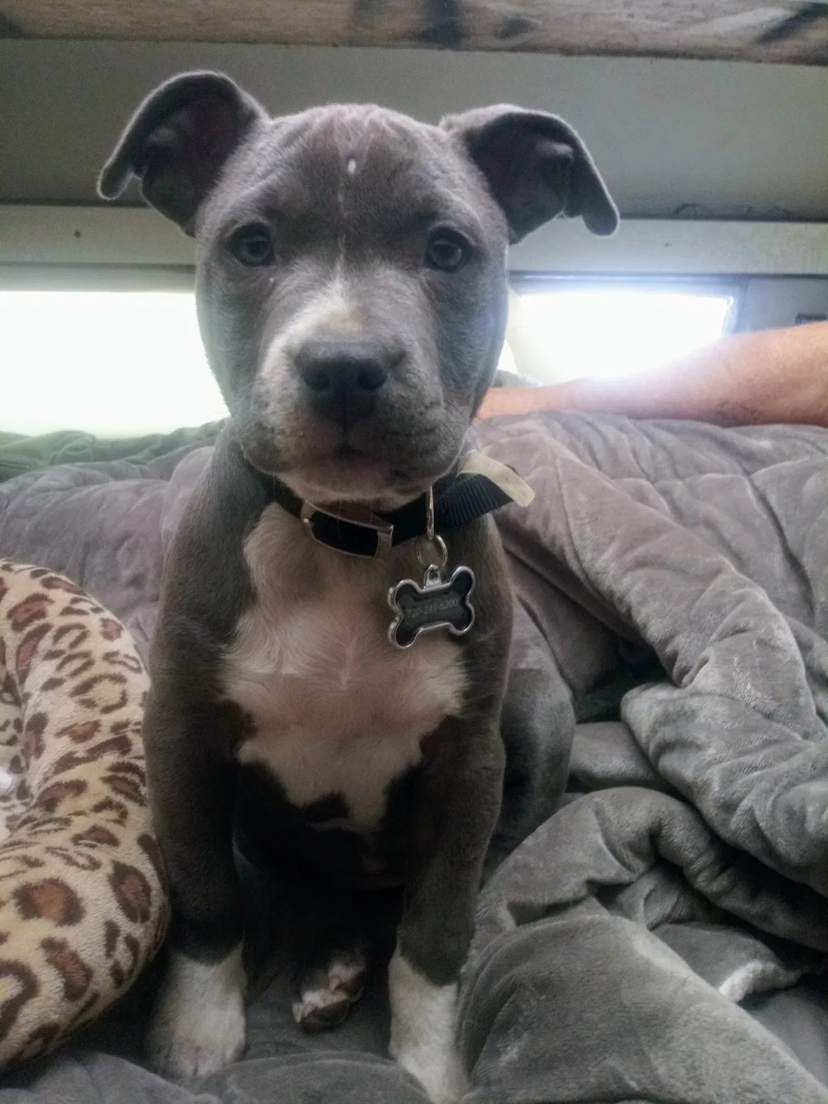 Lost dog in Denver, CO, 80221