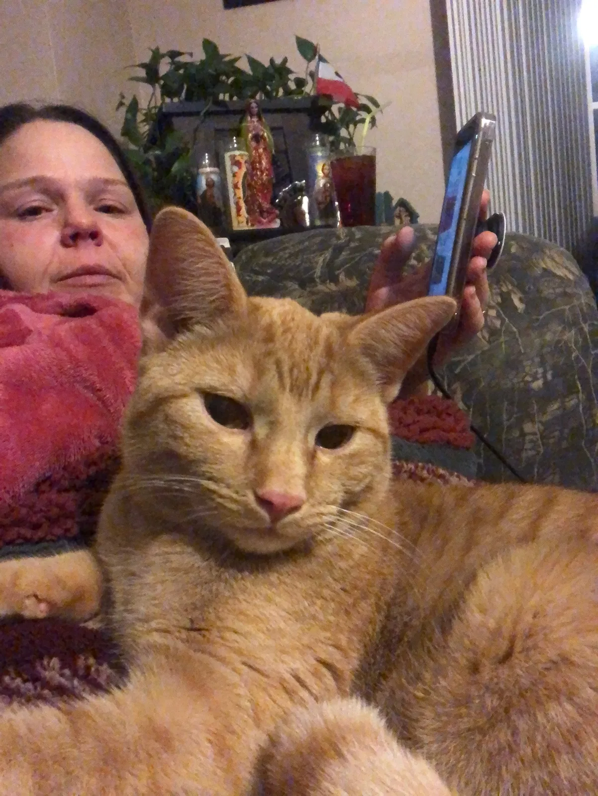 Lost cat in Urbandale, IA, 50322
