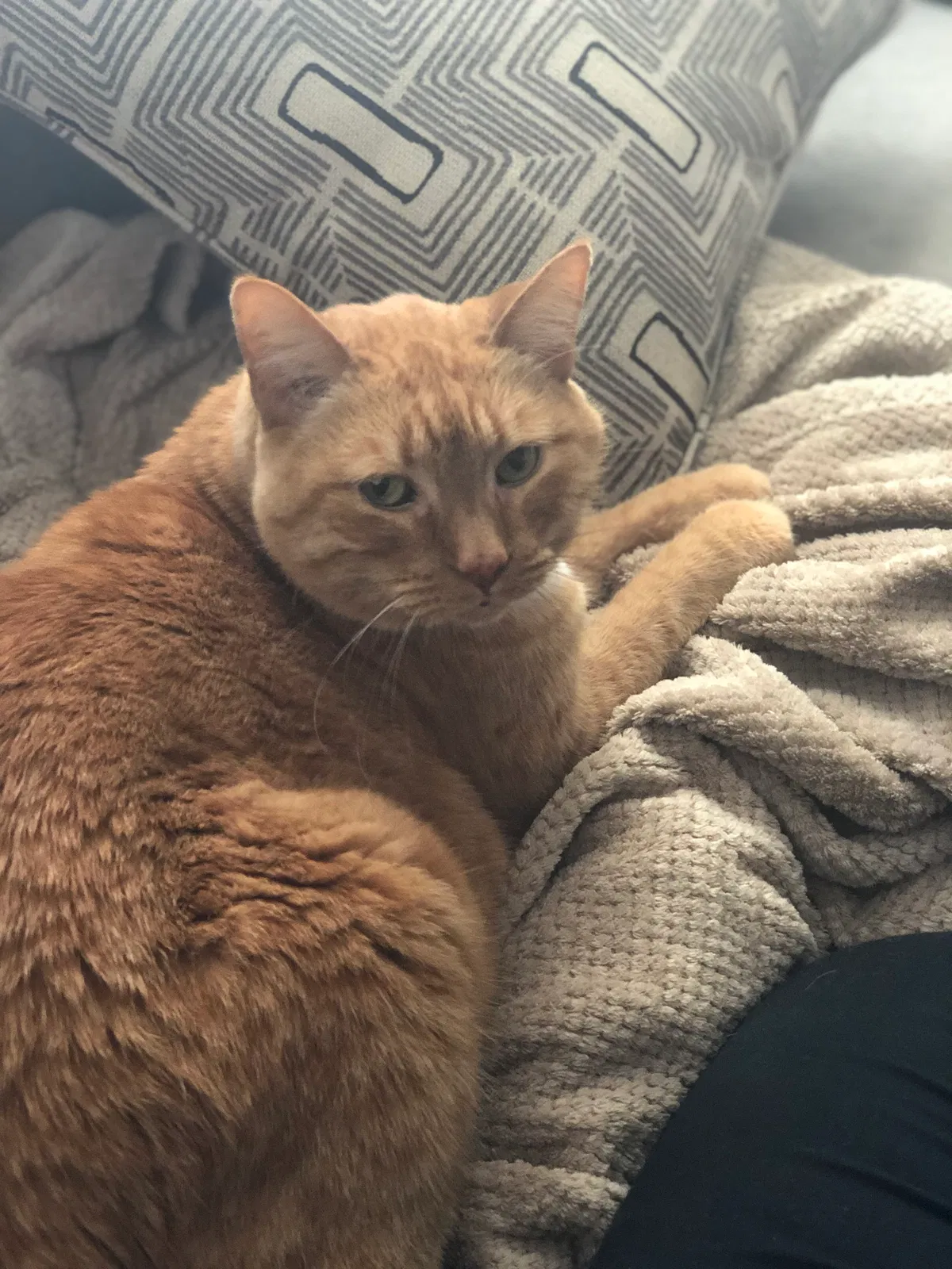 Lost cat in Portland, OR, 97225