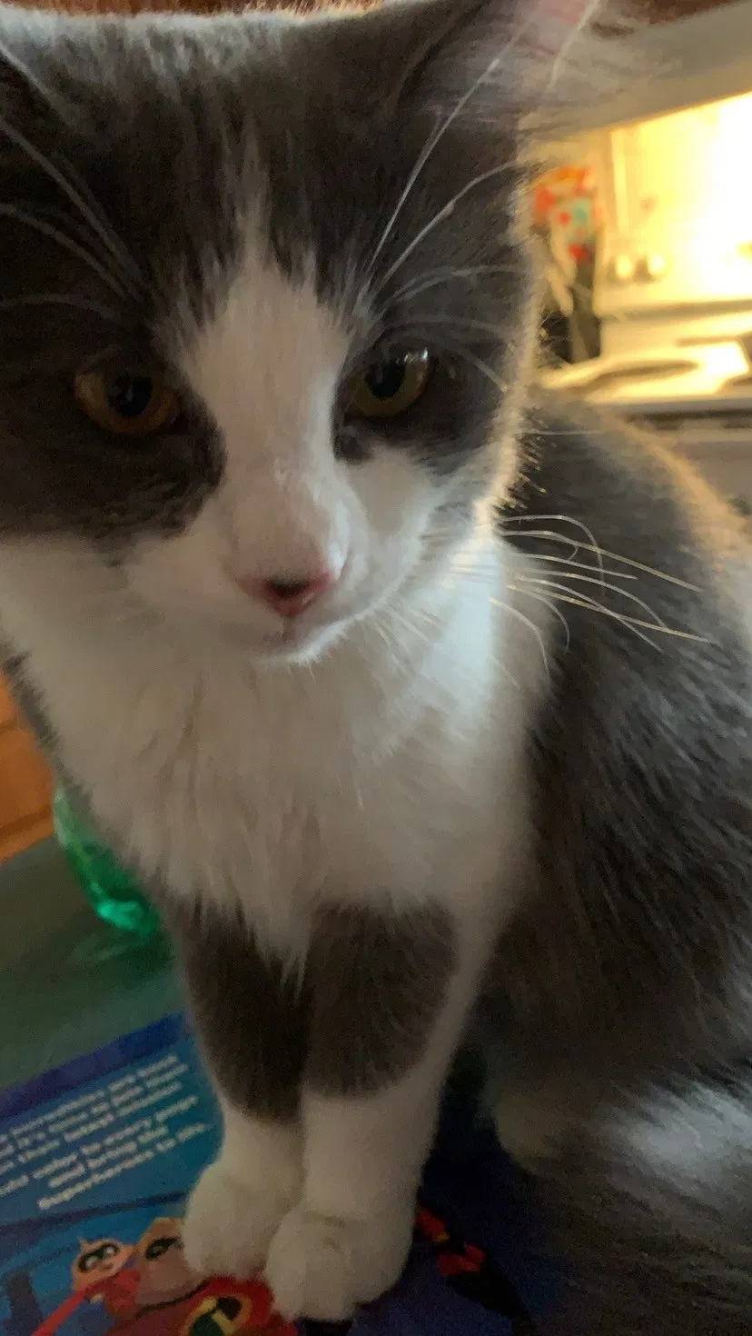 Lost cat in Leesville, SC, 29070