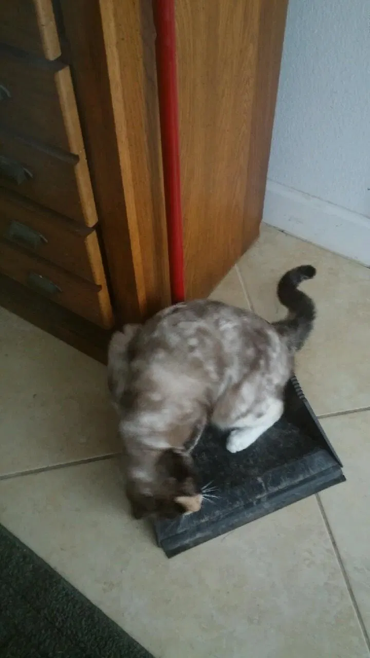 Lost cat in Rockledge, FL, 32955