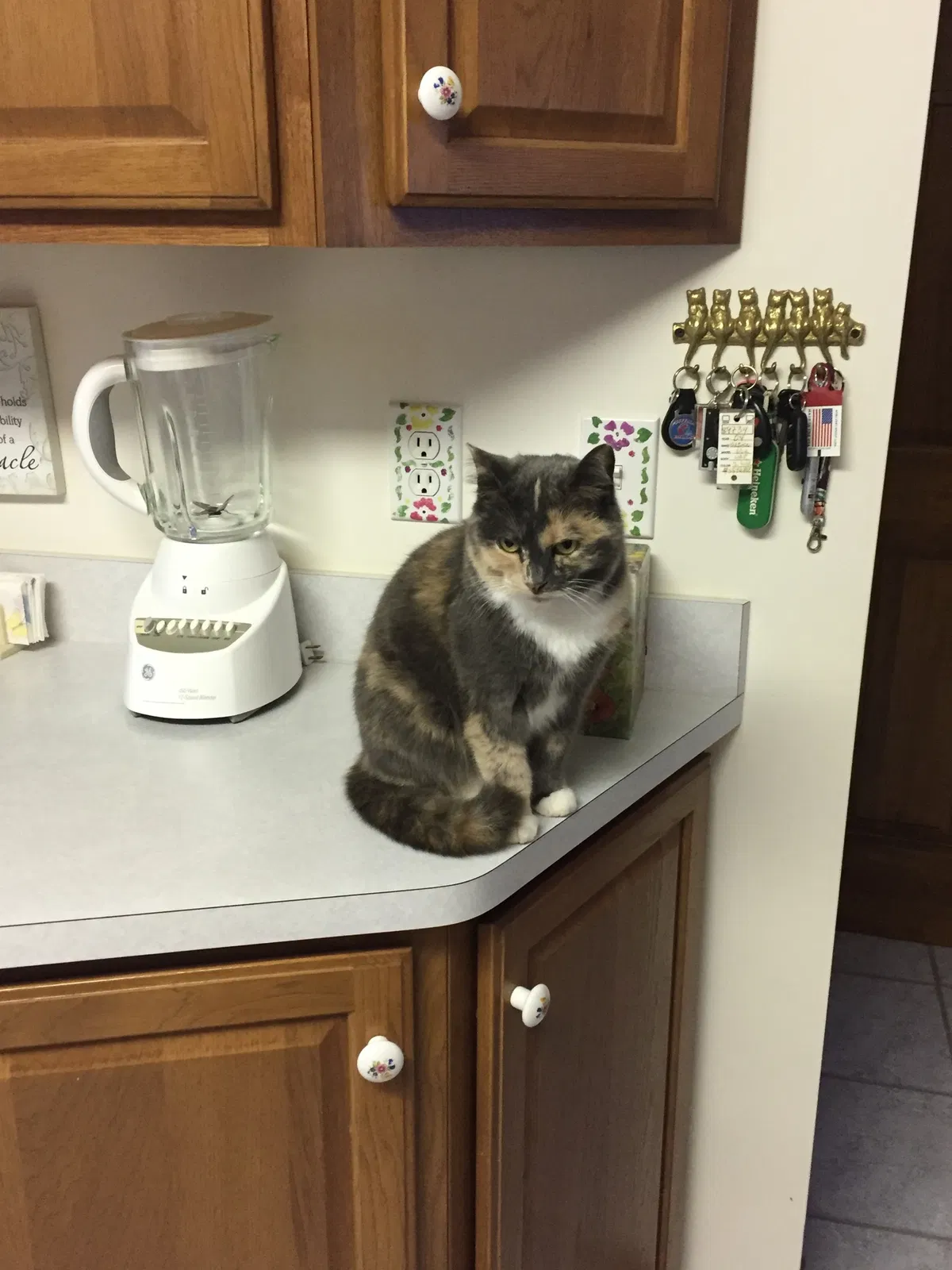 Lost cat in Mooresville, NC, 28117
