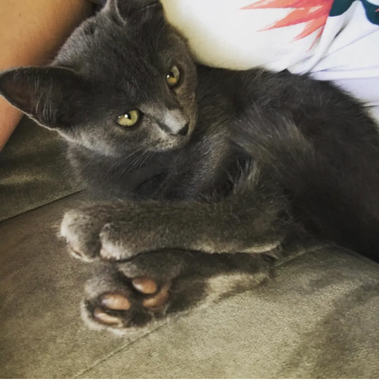 Lost cat in Vacaville, CA, 95687