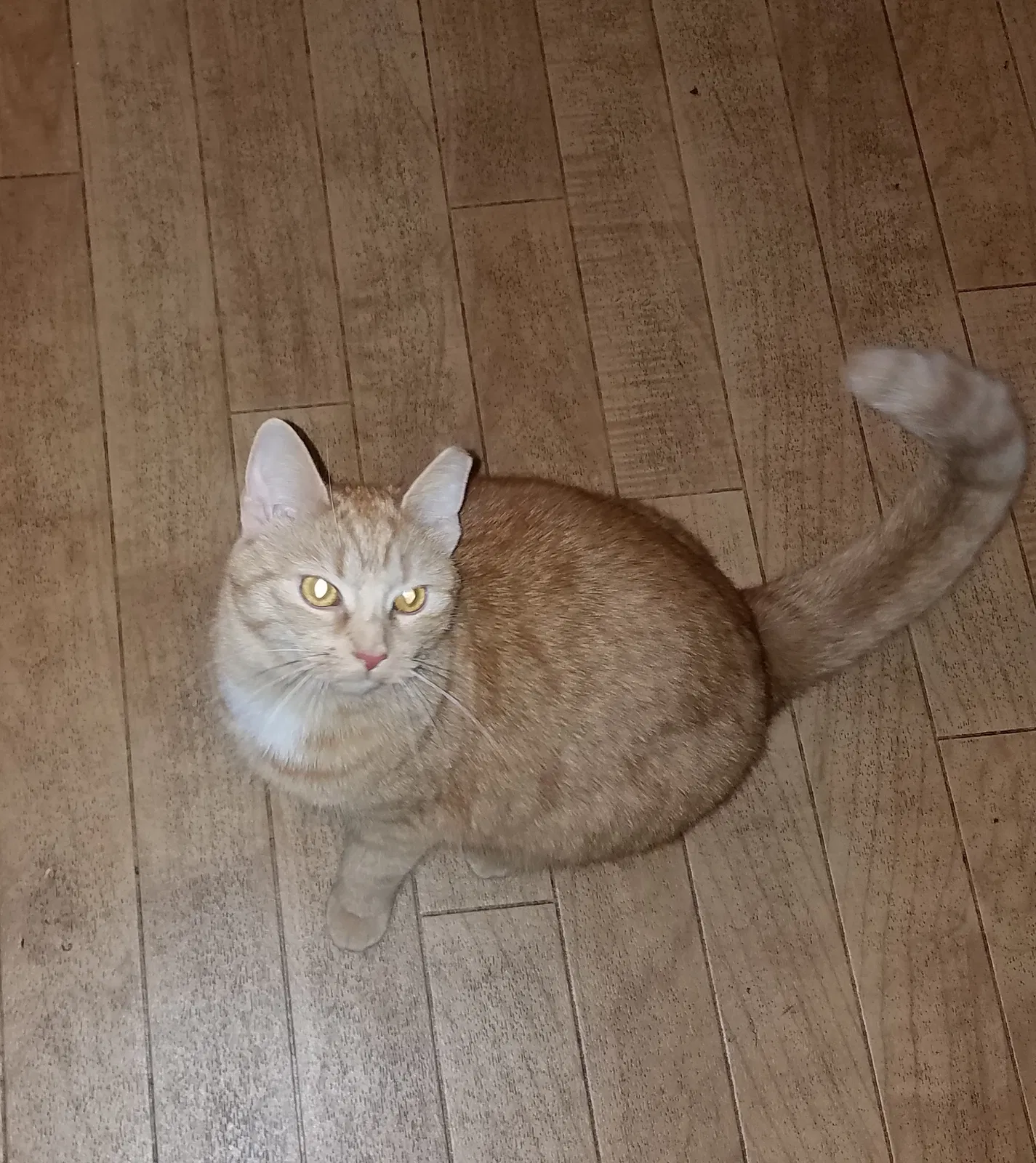 Lost cat in Chambersburg, PA, 17201
