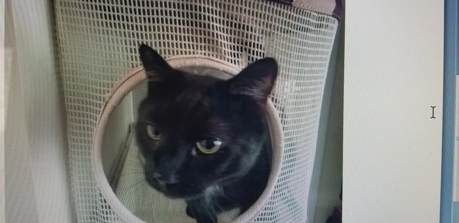 Lost cat in Smyrna, GA, 30080