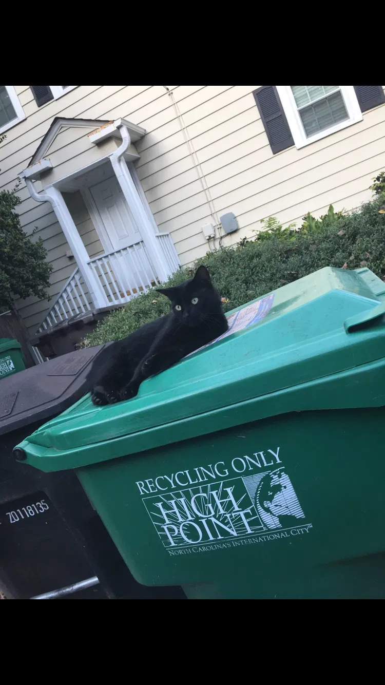 Lost cat in High Point, NC, 27262