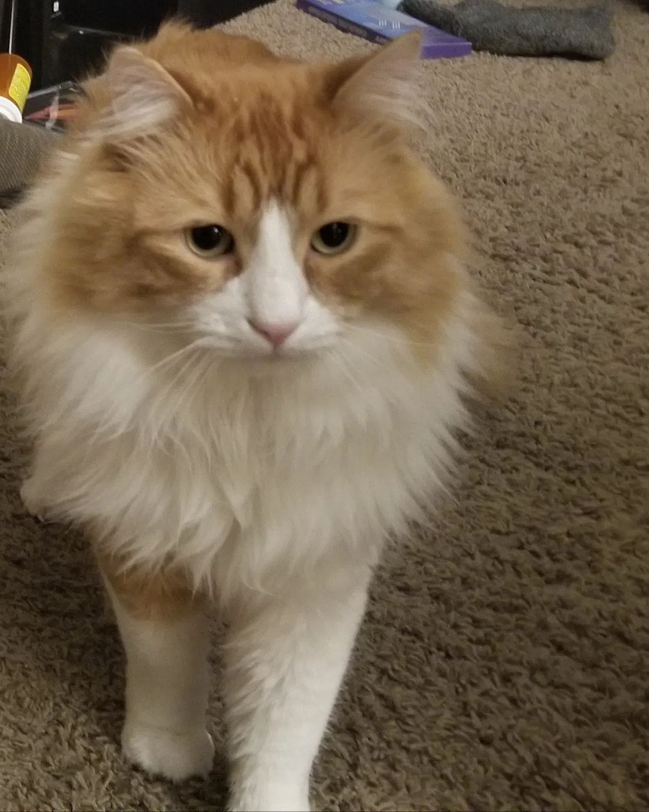 Lost cat in Omaha, NE, 68138