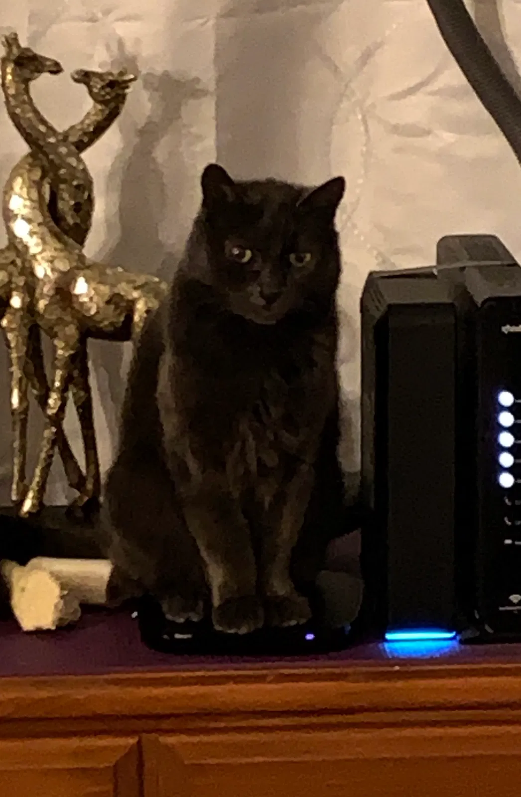 Lost cat in Bellevue, WA, 98006